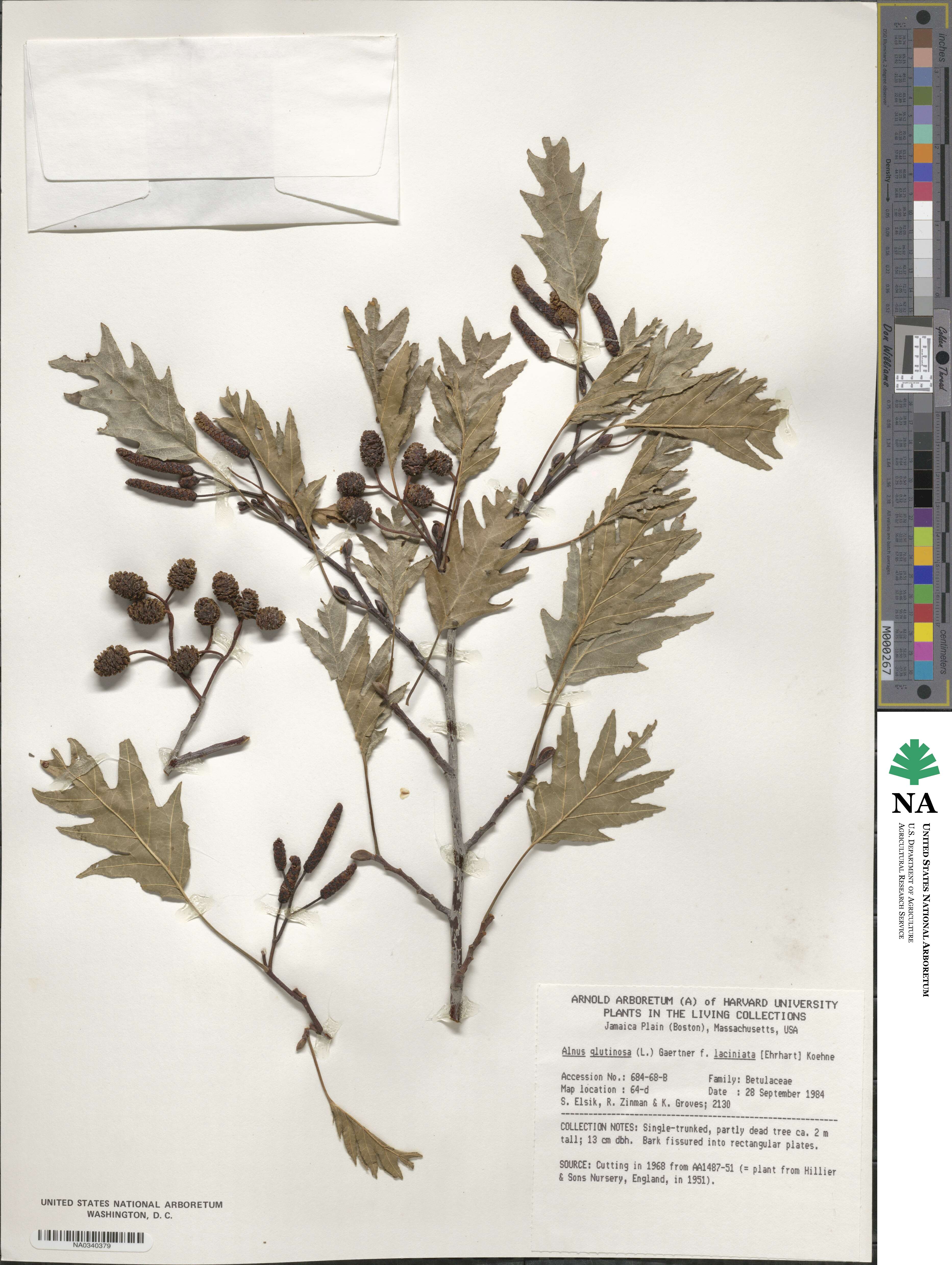 Alnus glutinosa image