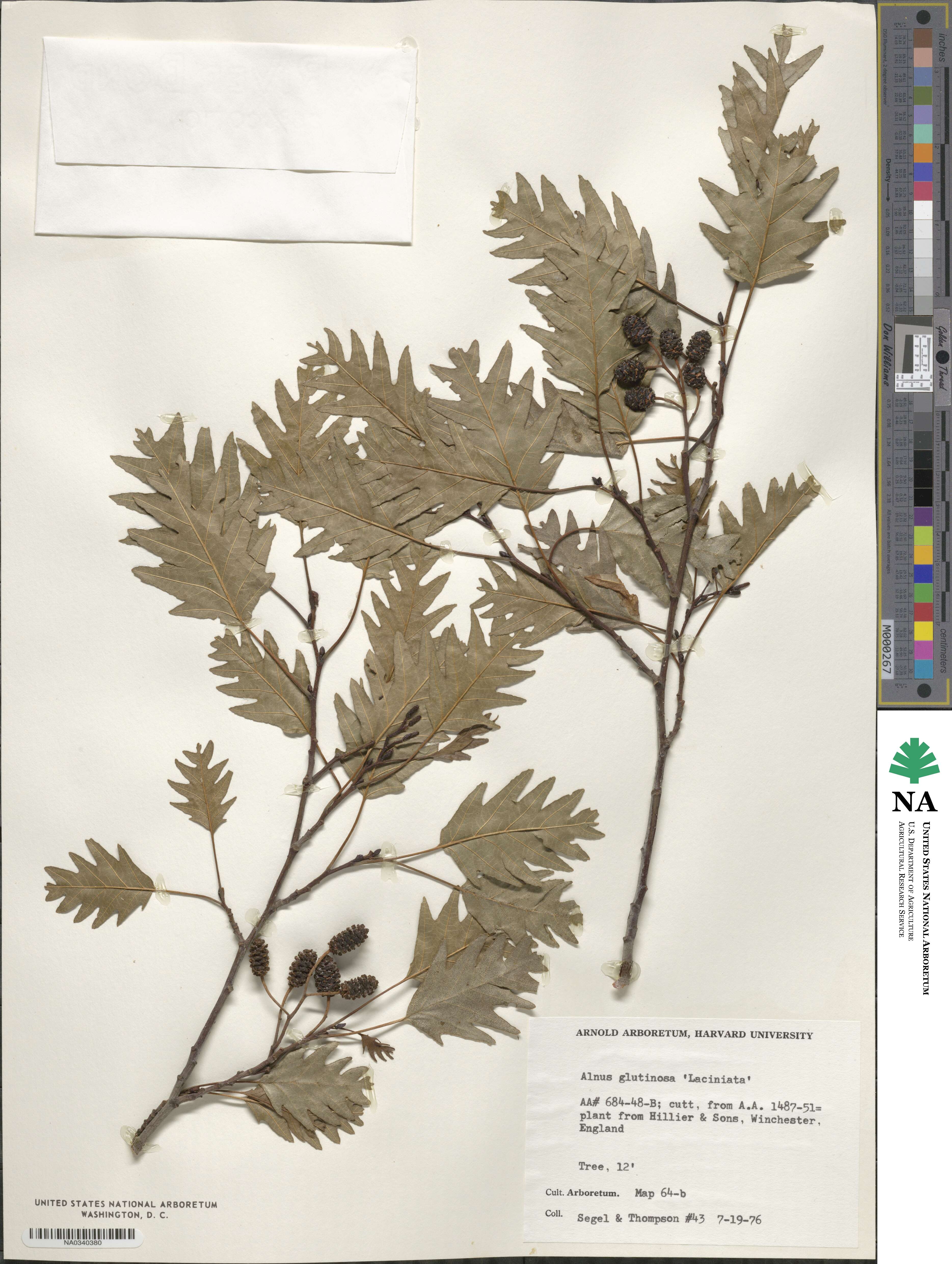Alnus glutinosa image
