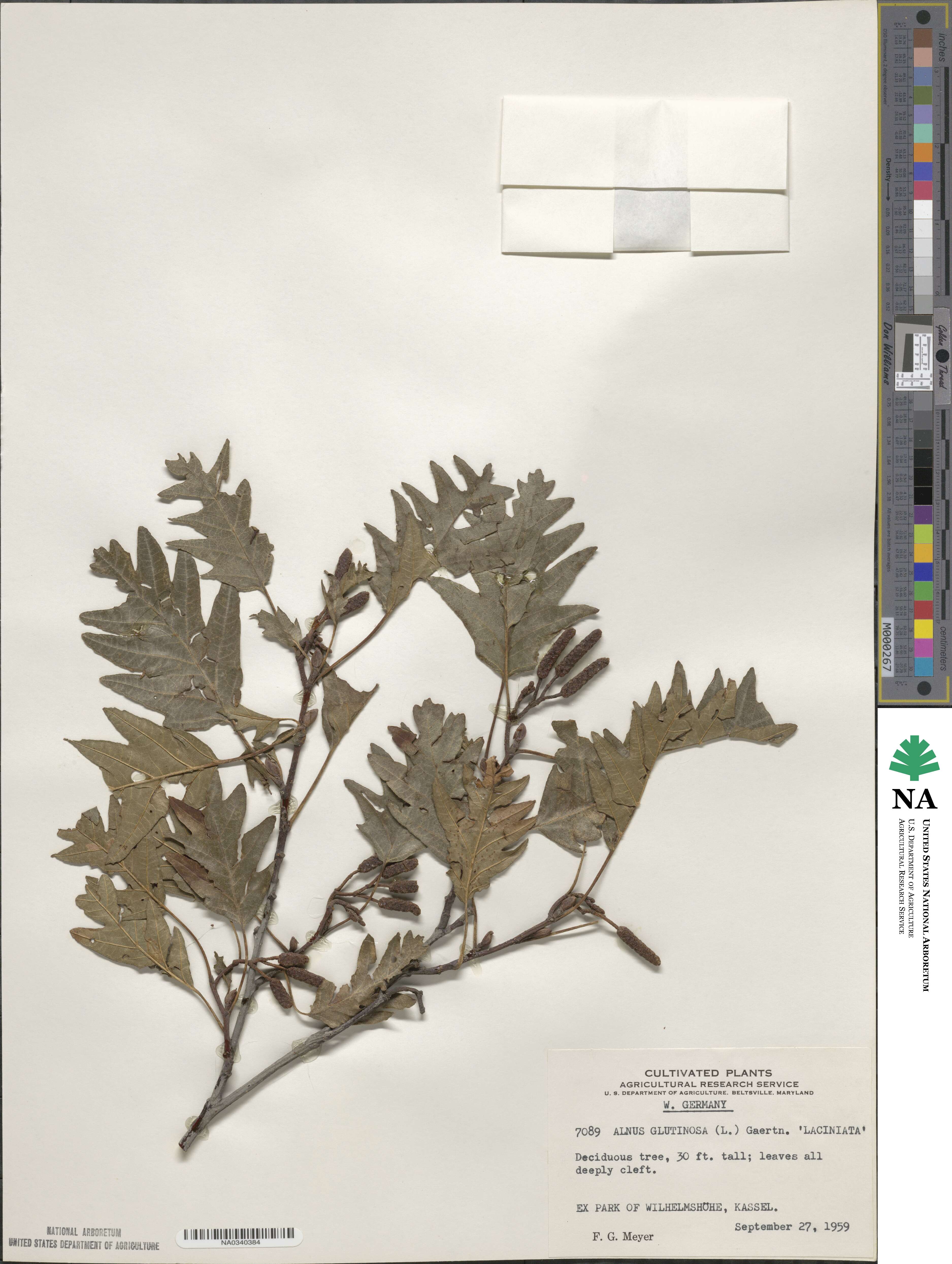Alnus glutinosa image