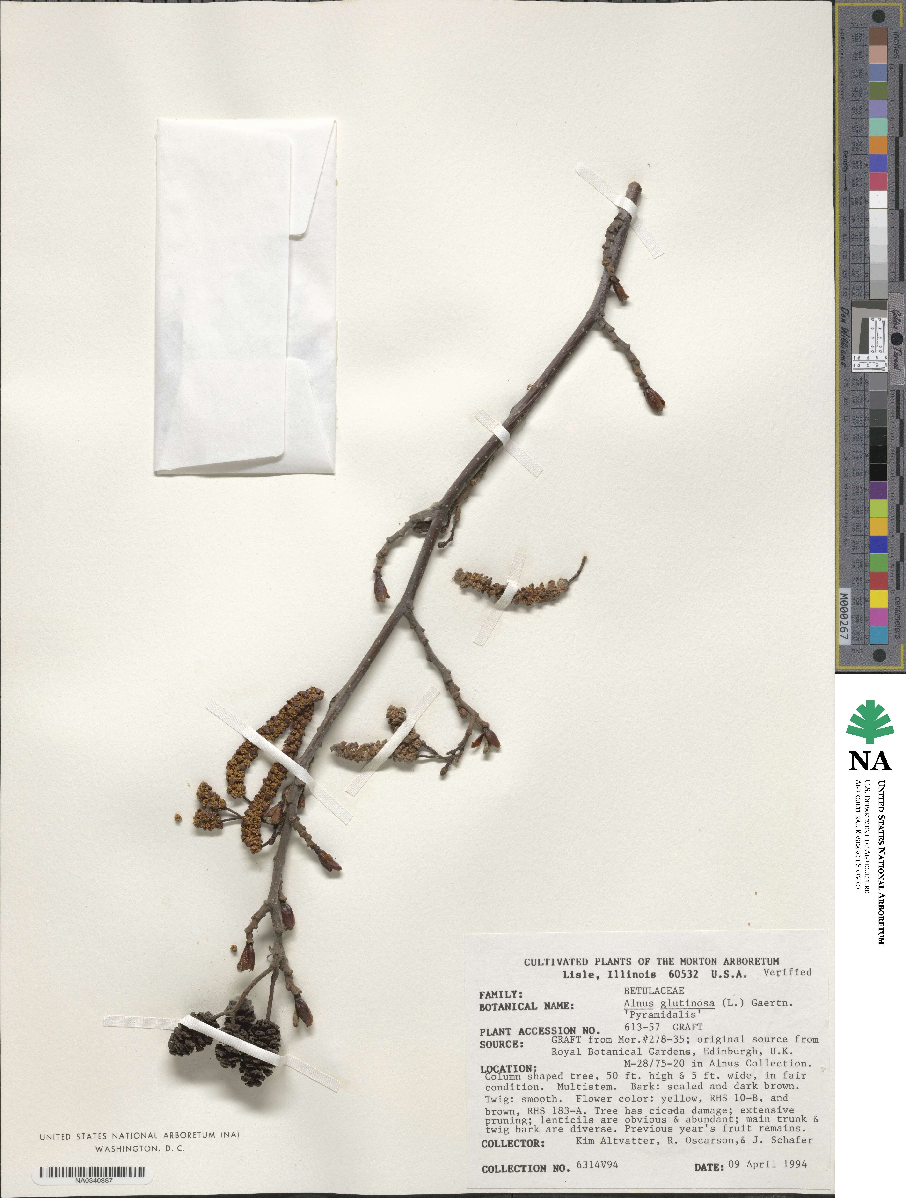 Alnus glutinosa subsp. glutinosa image