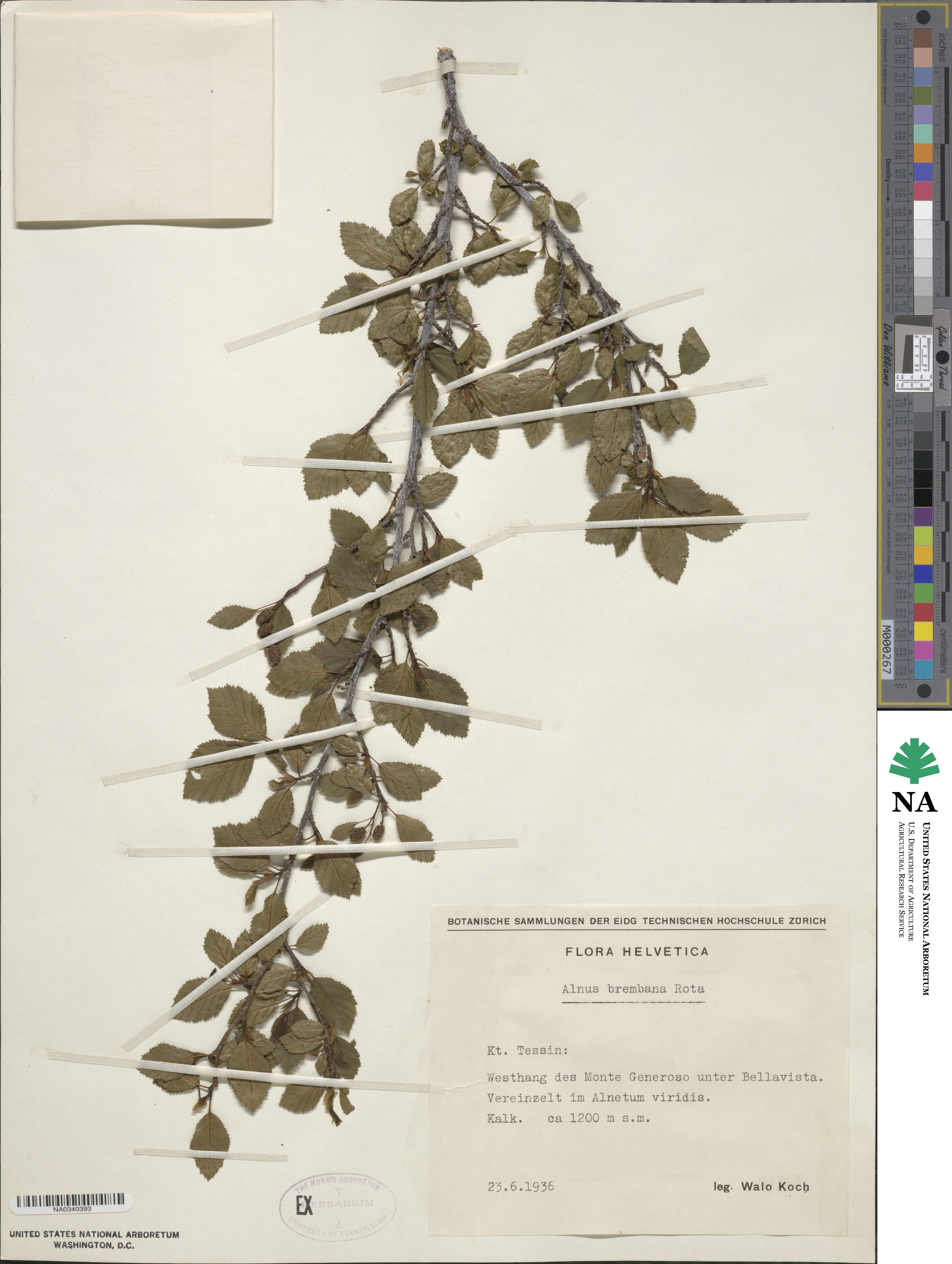 Alnus alnobetula subsp. alnobetula image
