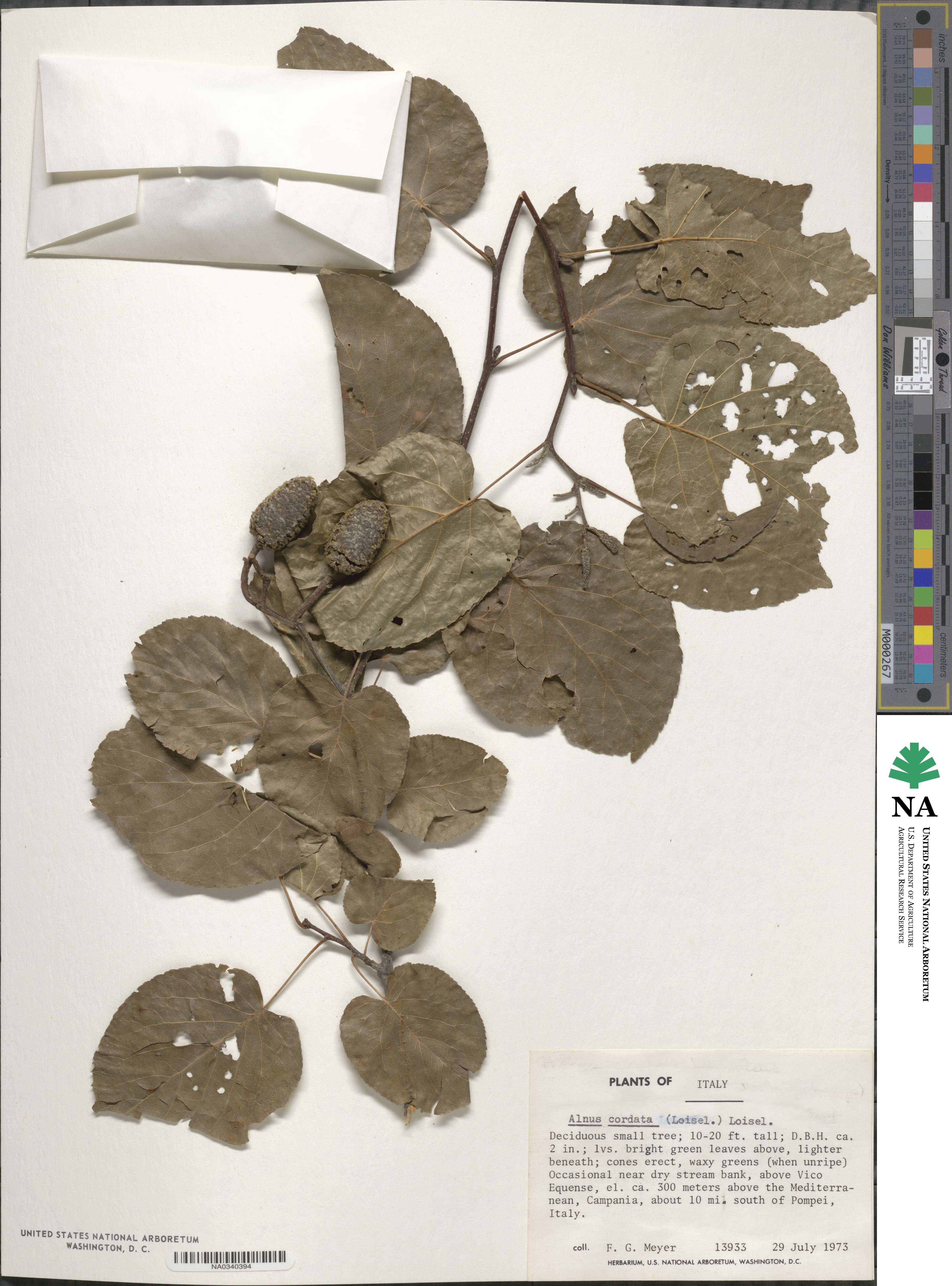 Alnus cordata image