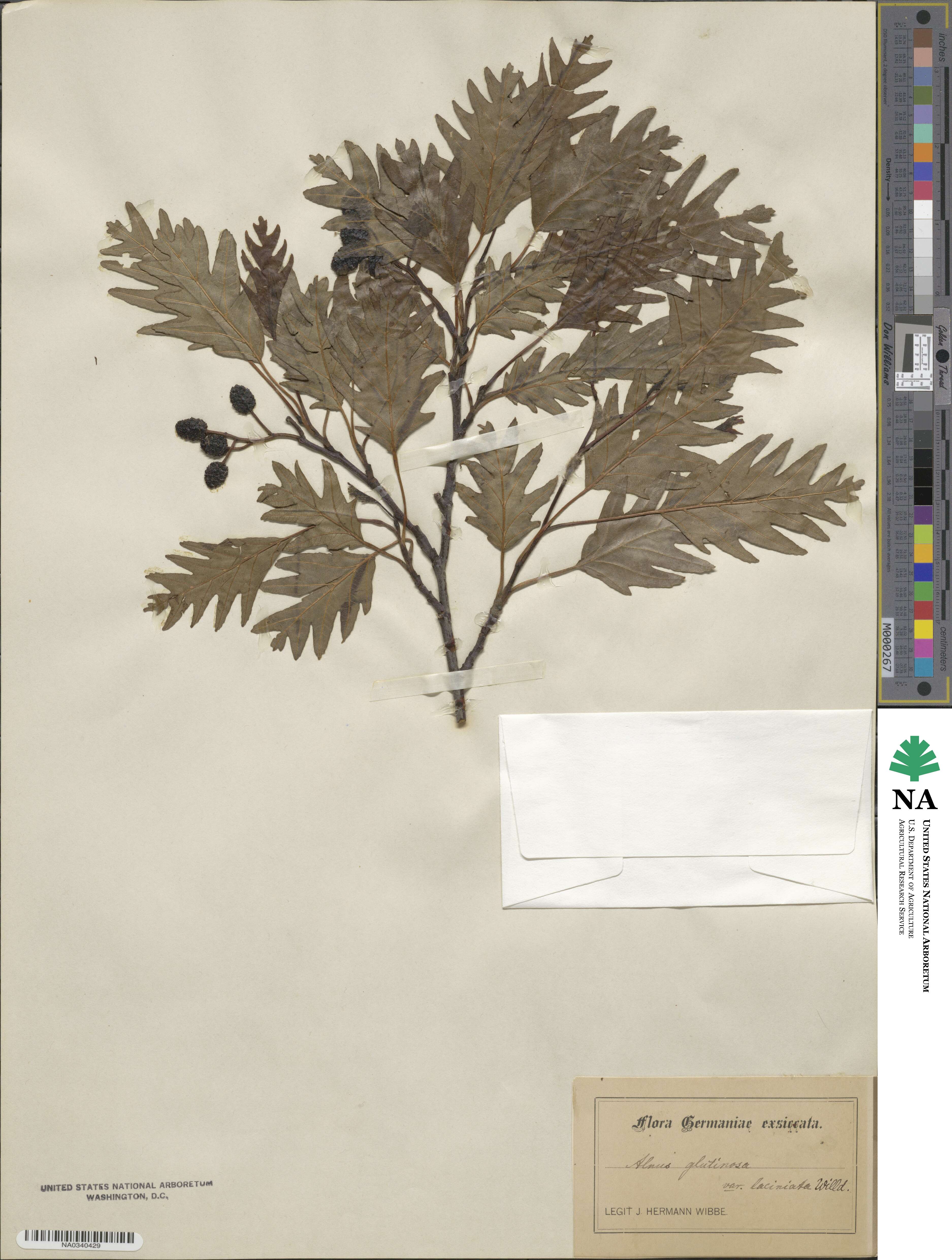 Alnus glutinosa subsp. glutinosa image