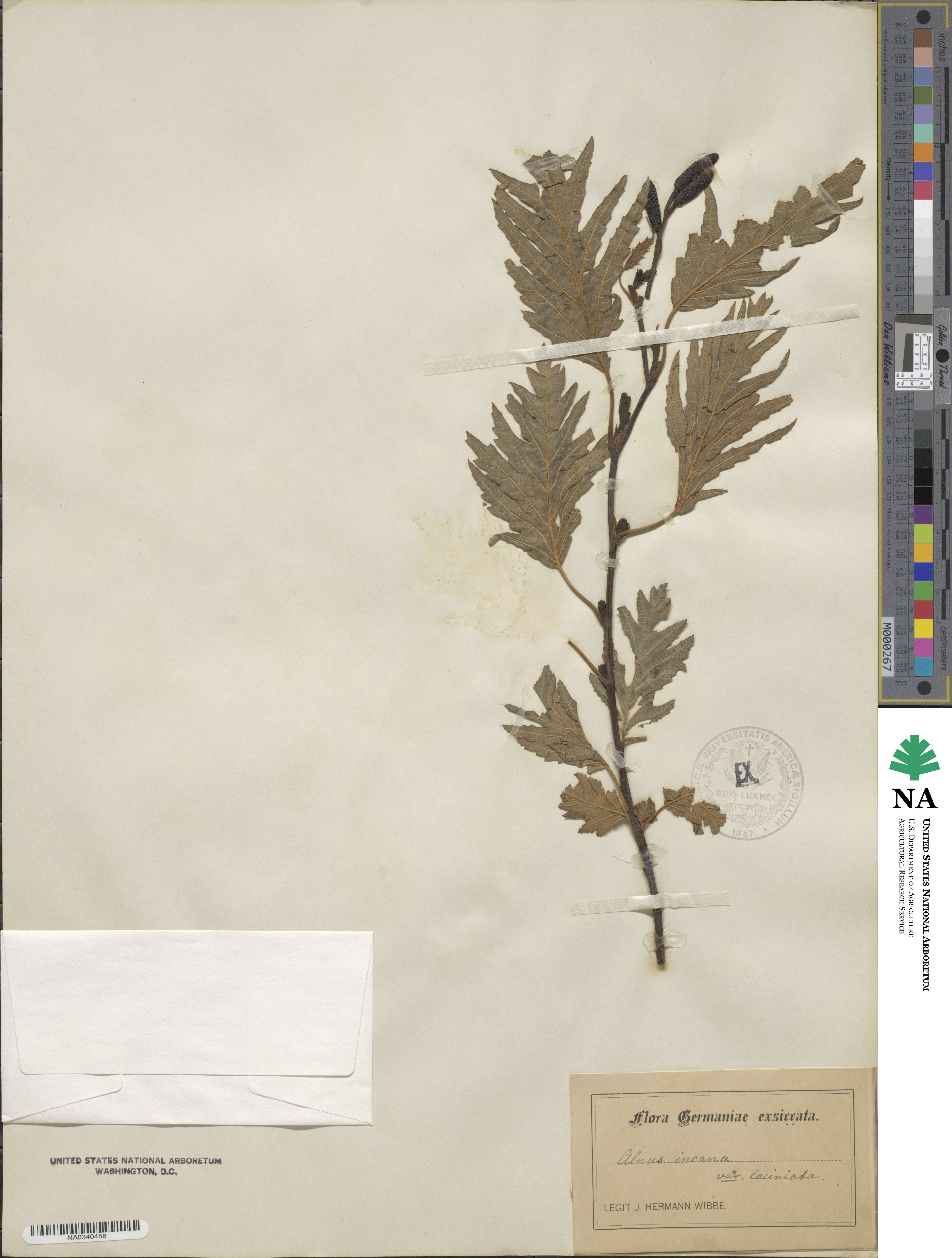 Alnus incana subsp. incana image