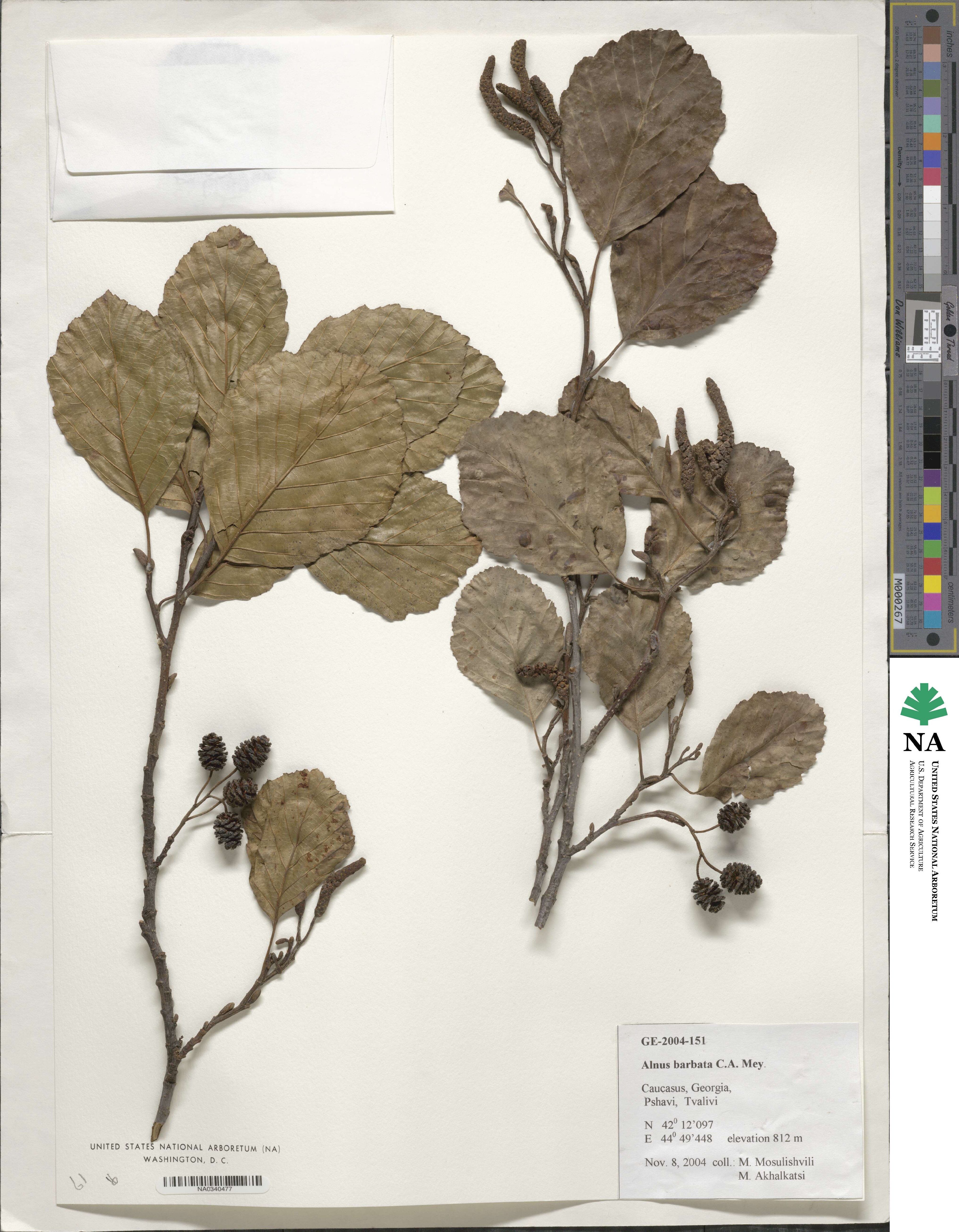 Alnus glutinosa subsp. barbata image