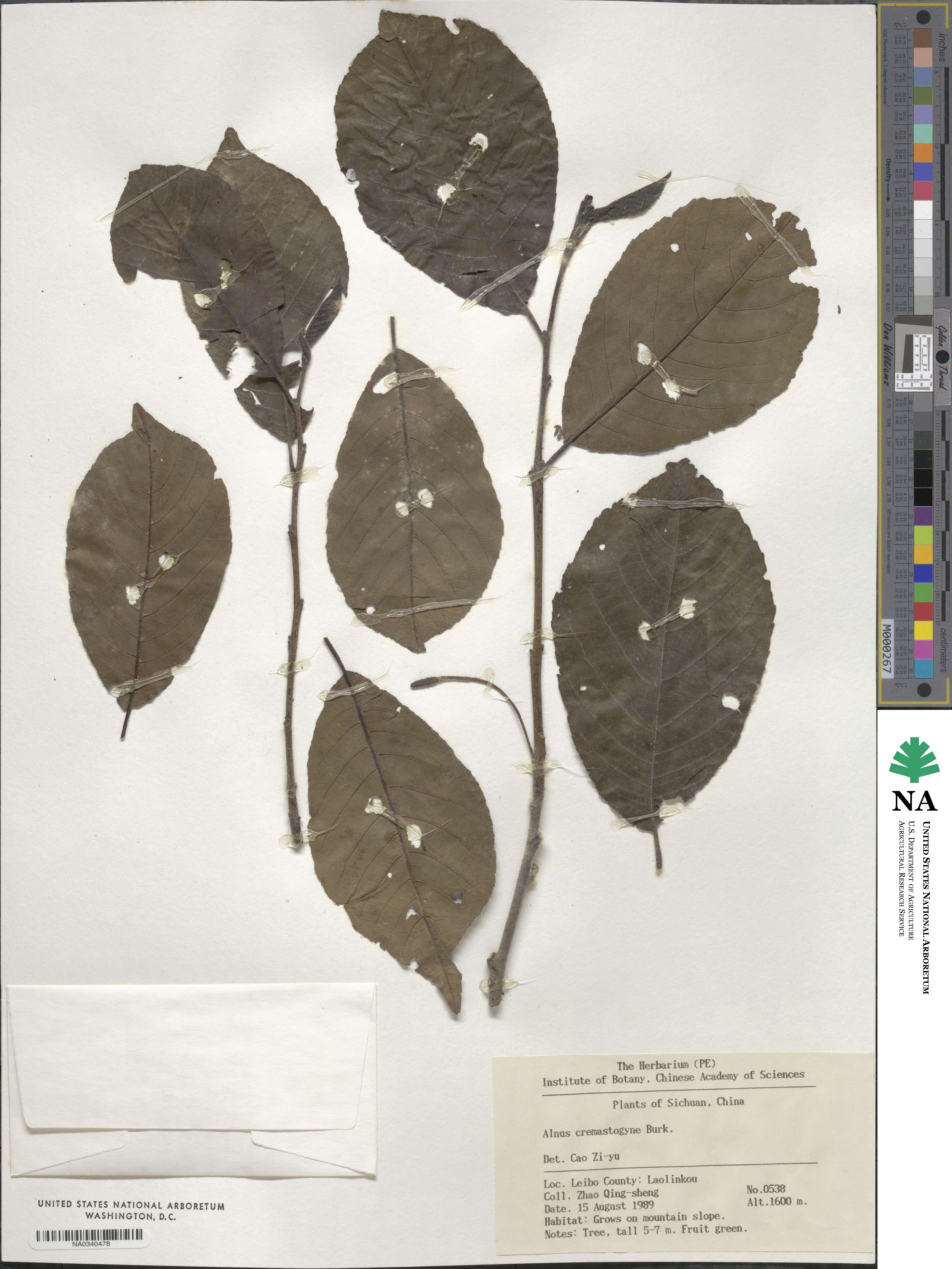 Alnus cremastogyne image
