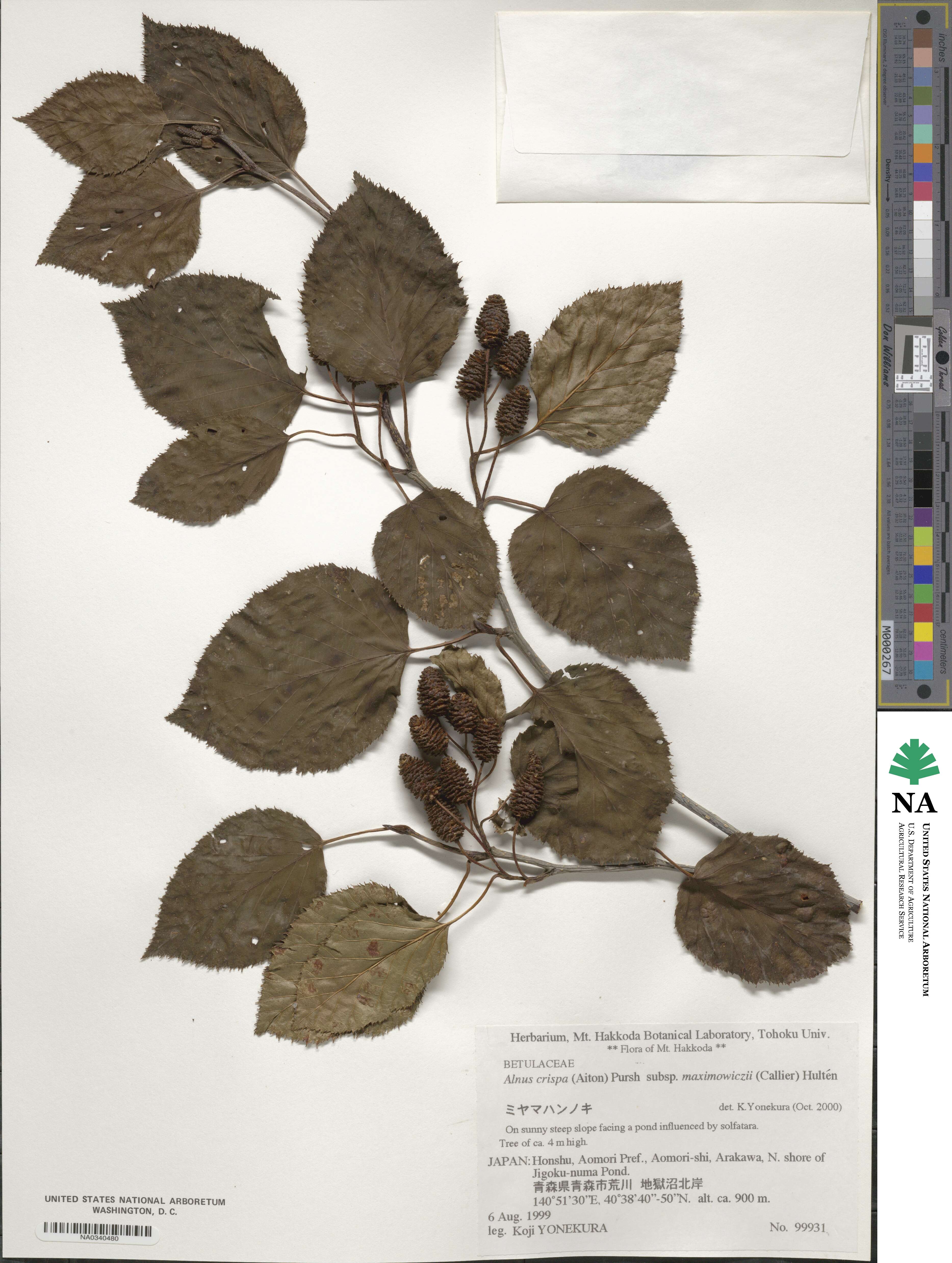 Alnus maximowiczii image