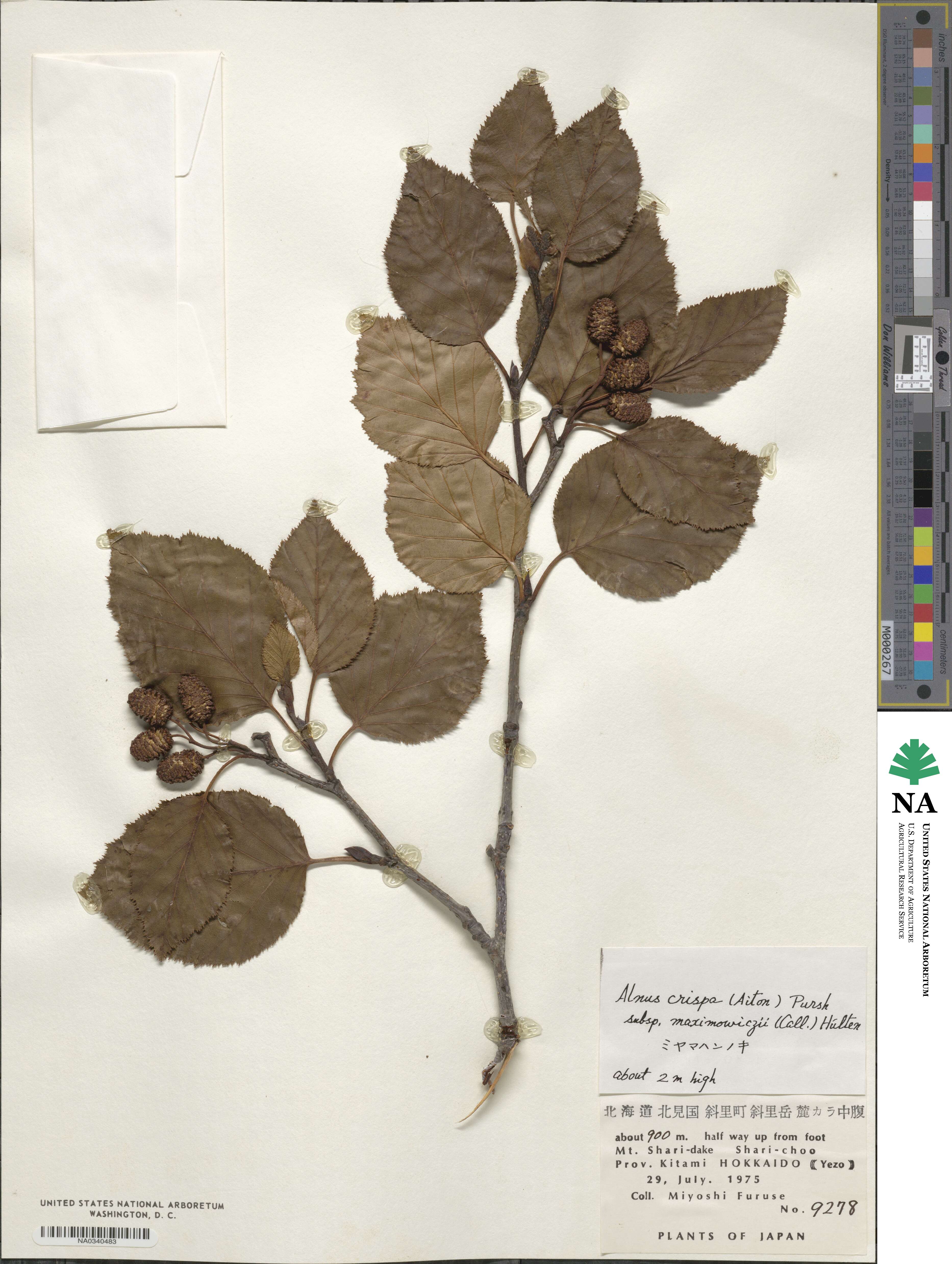 Alnus maximowiczii image