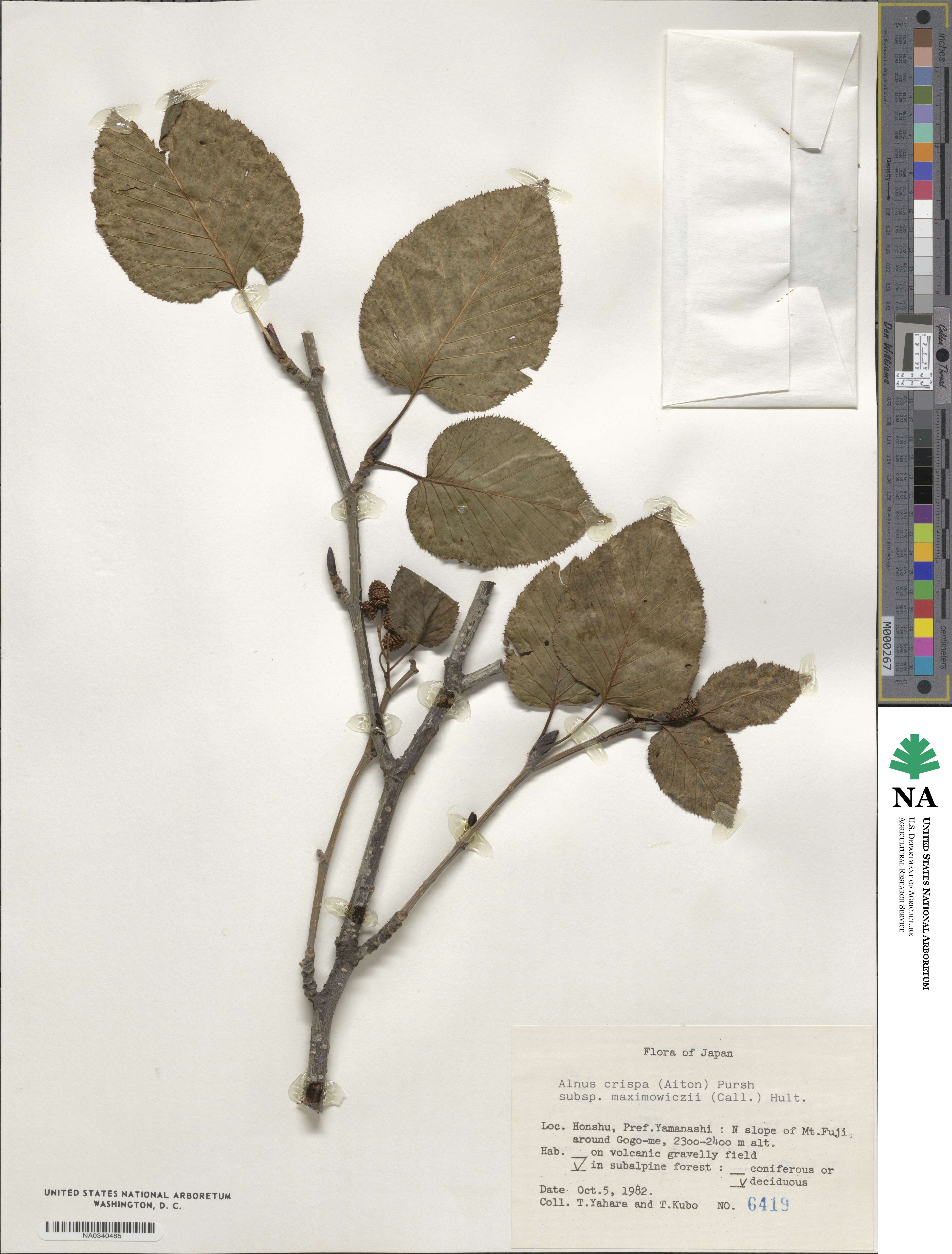Alnus maximowiczii image