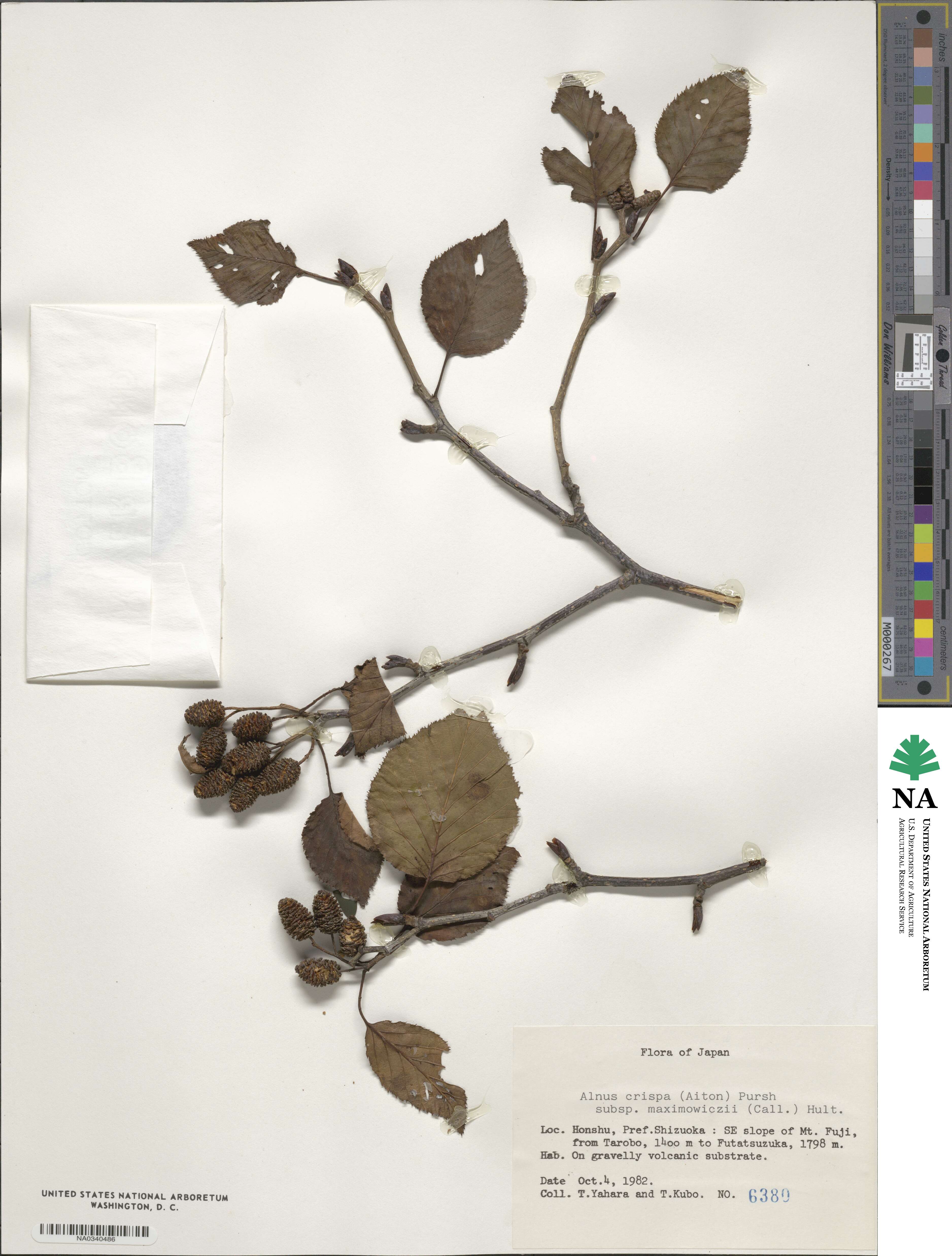 Alnus maximowiczii image