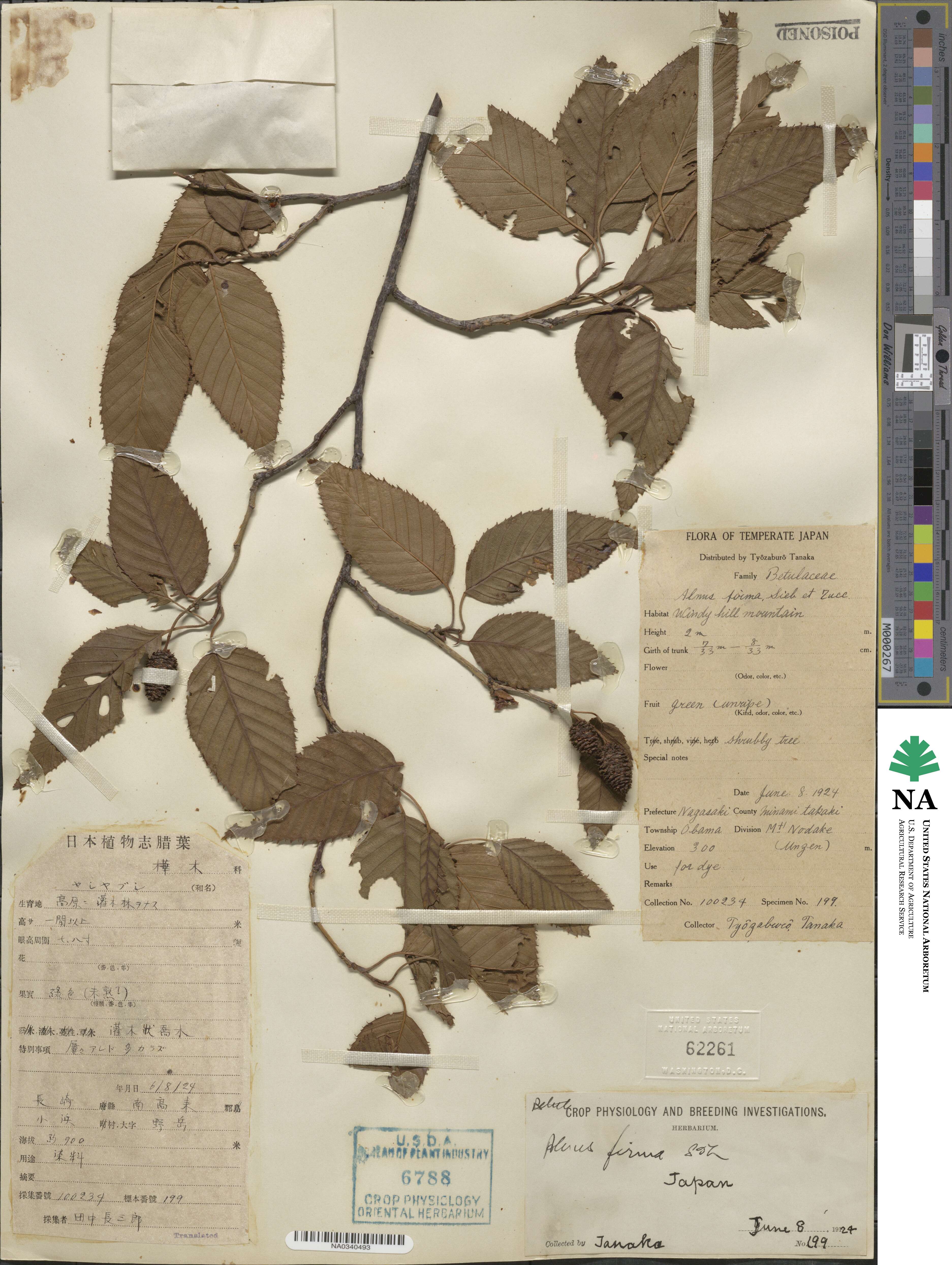 Alnus firma image