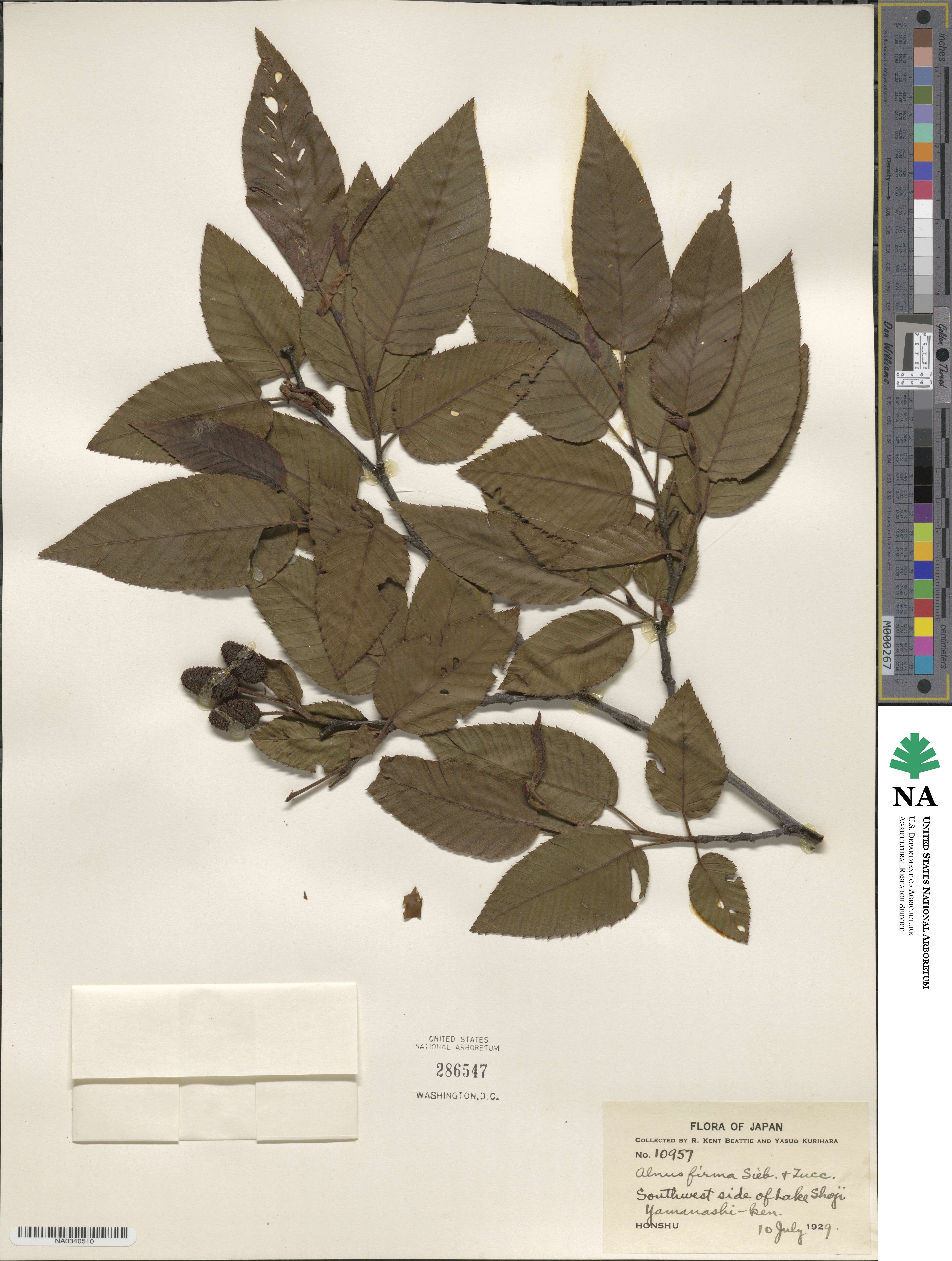 Alnus firma image