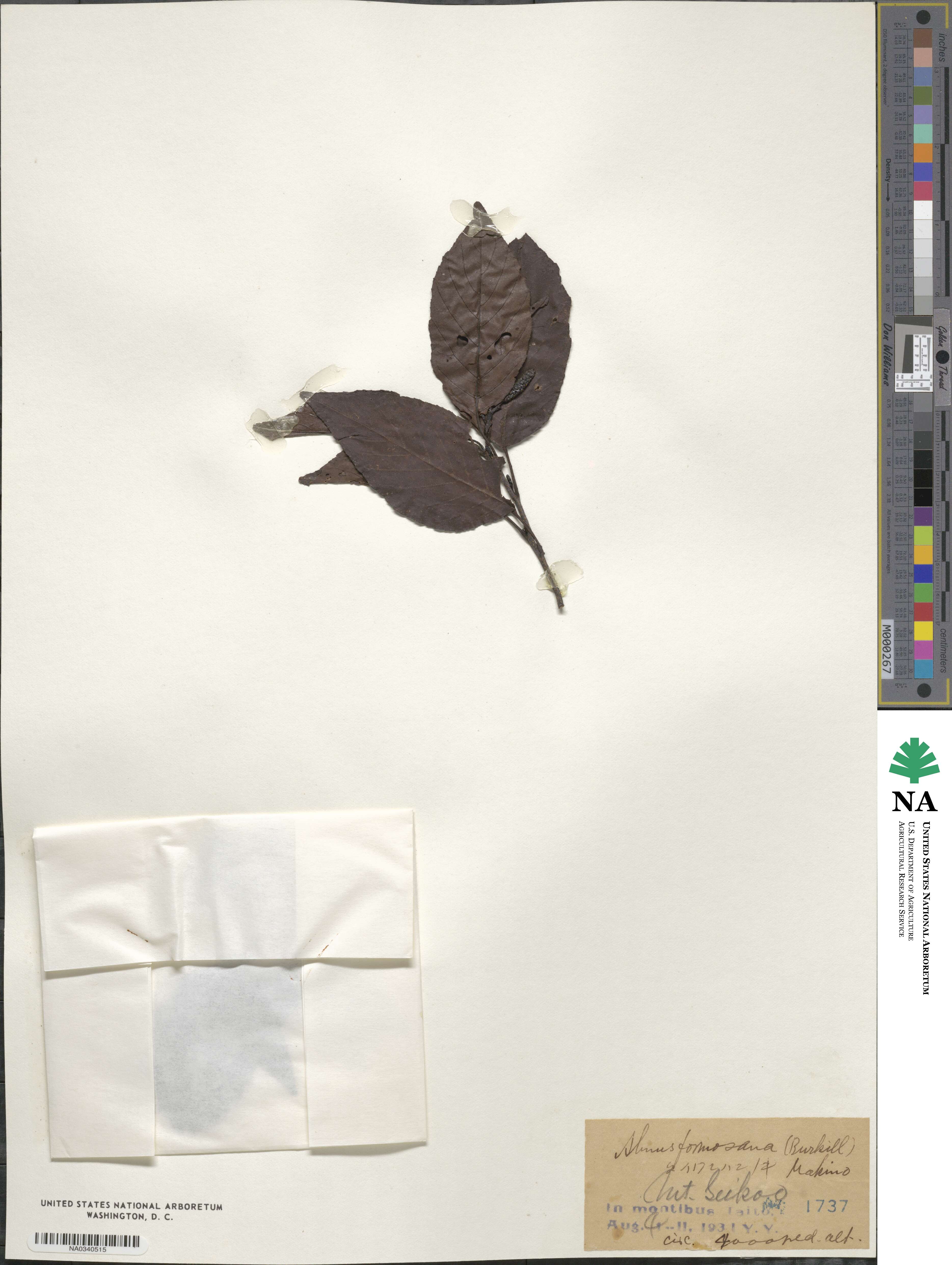 Alnus formosana image