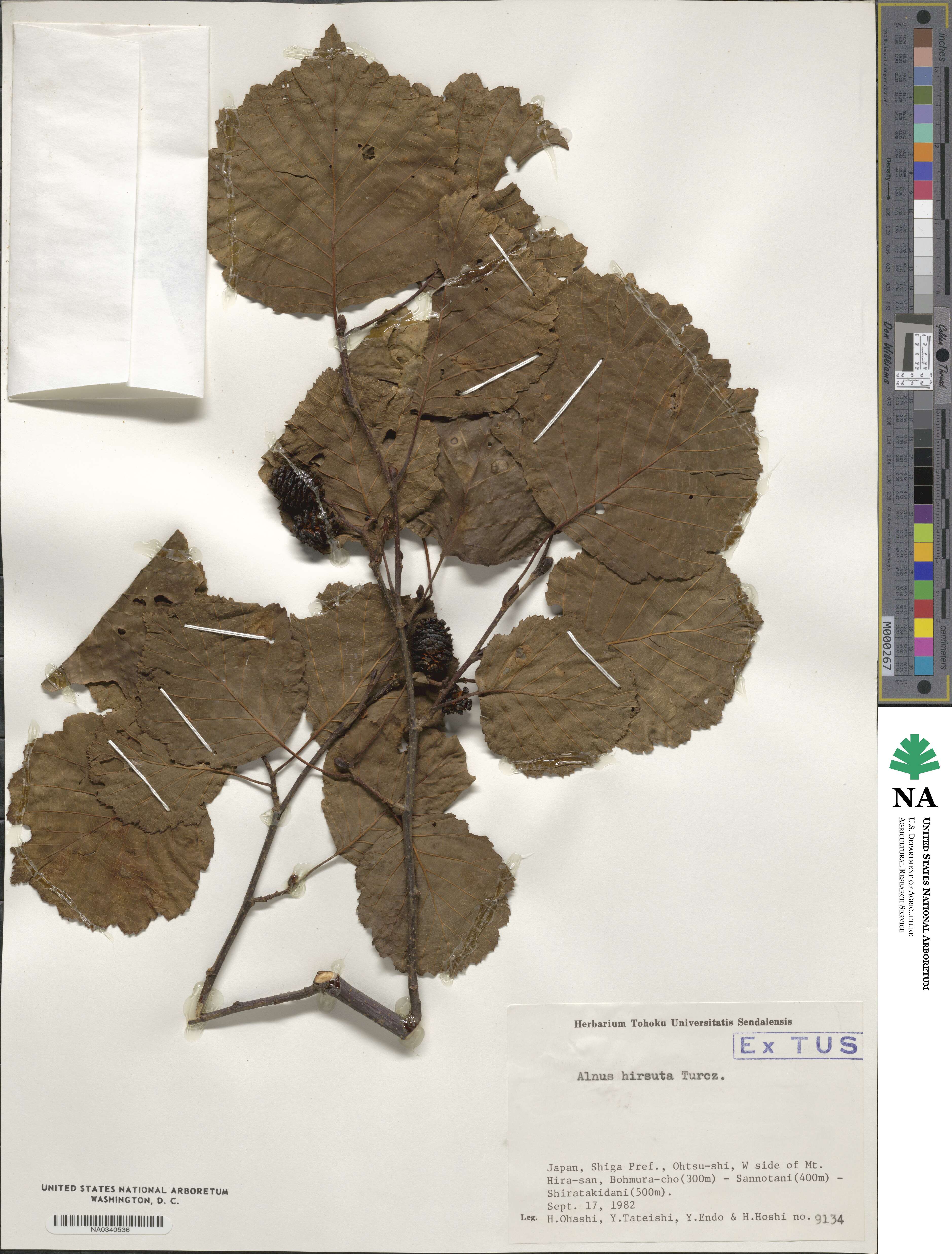 Alnus hirsuta image