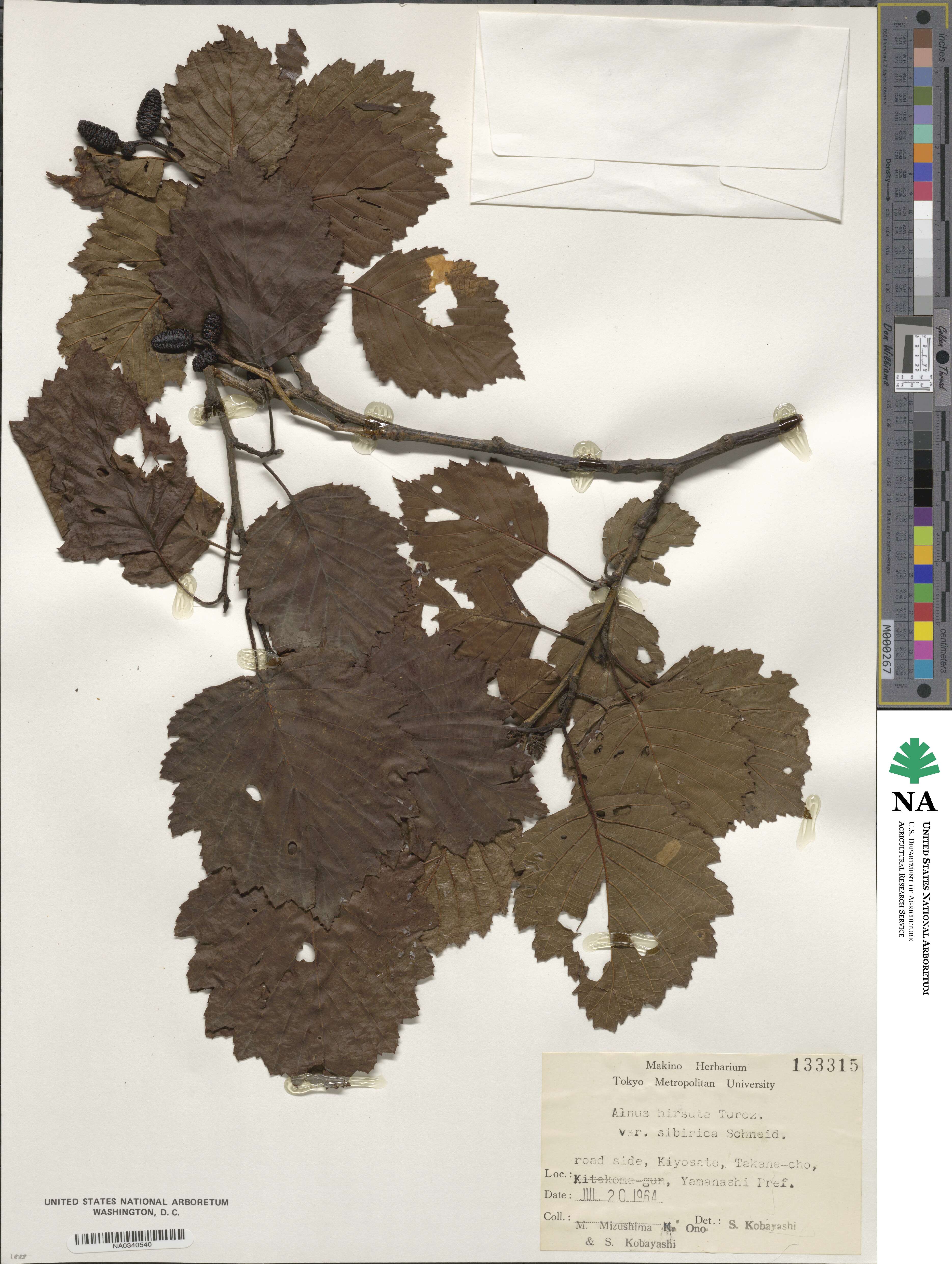 Alnus hirsuta image