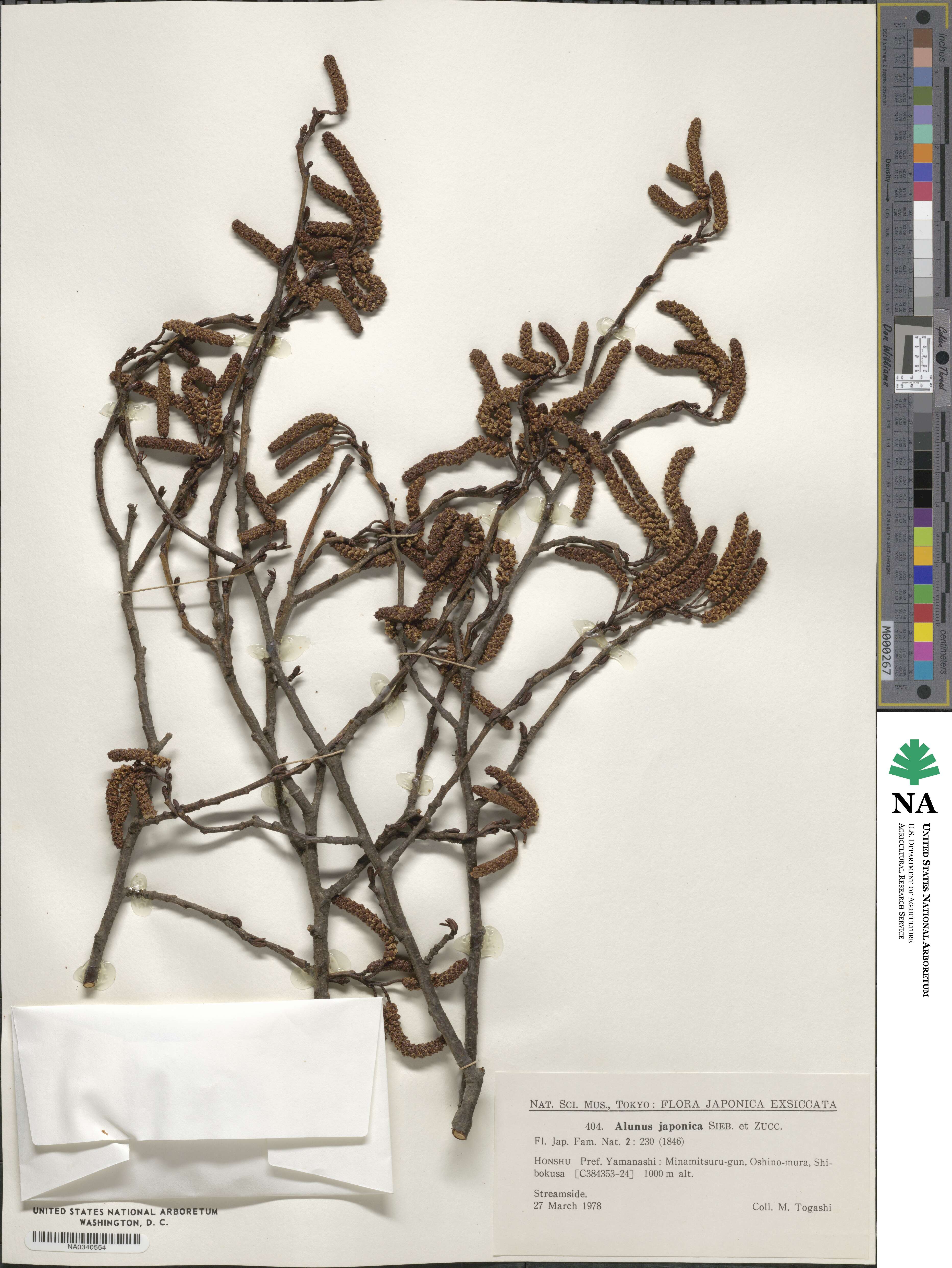 Alnus japonica image