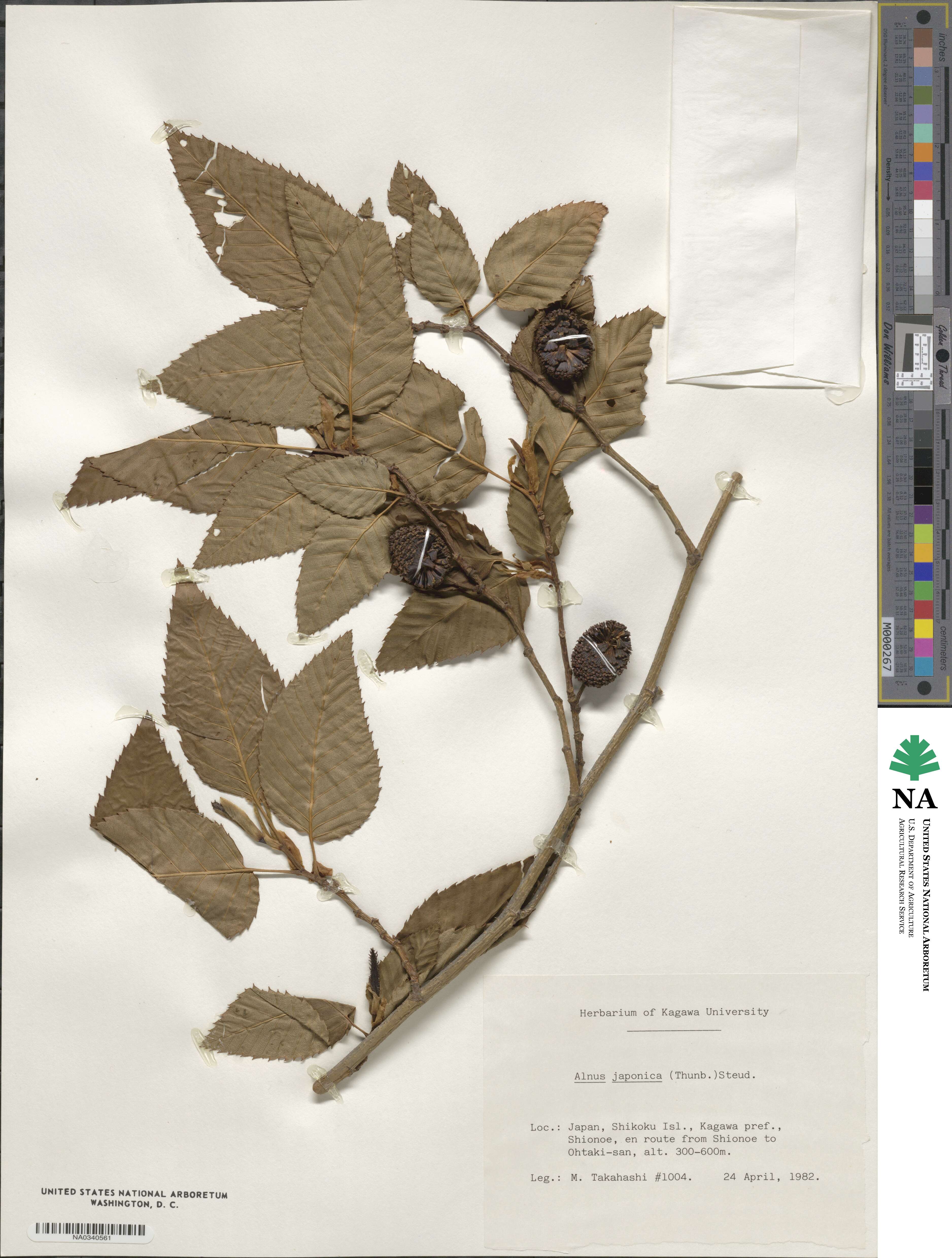 Alnus japonica image