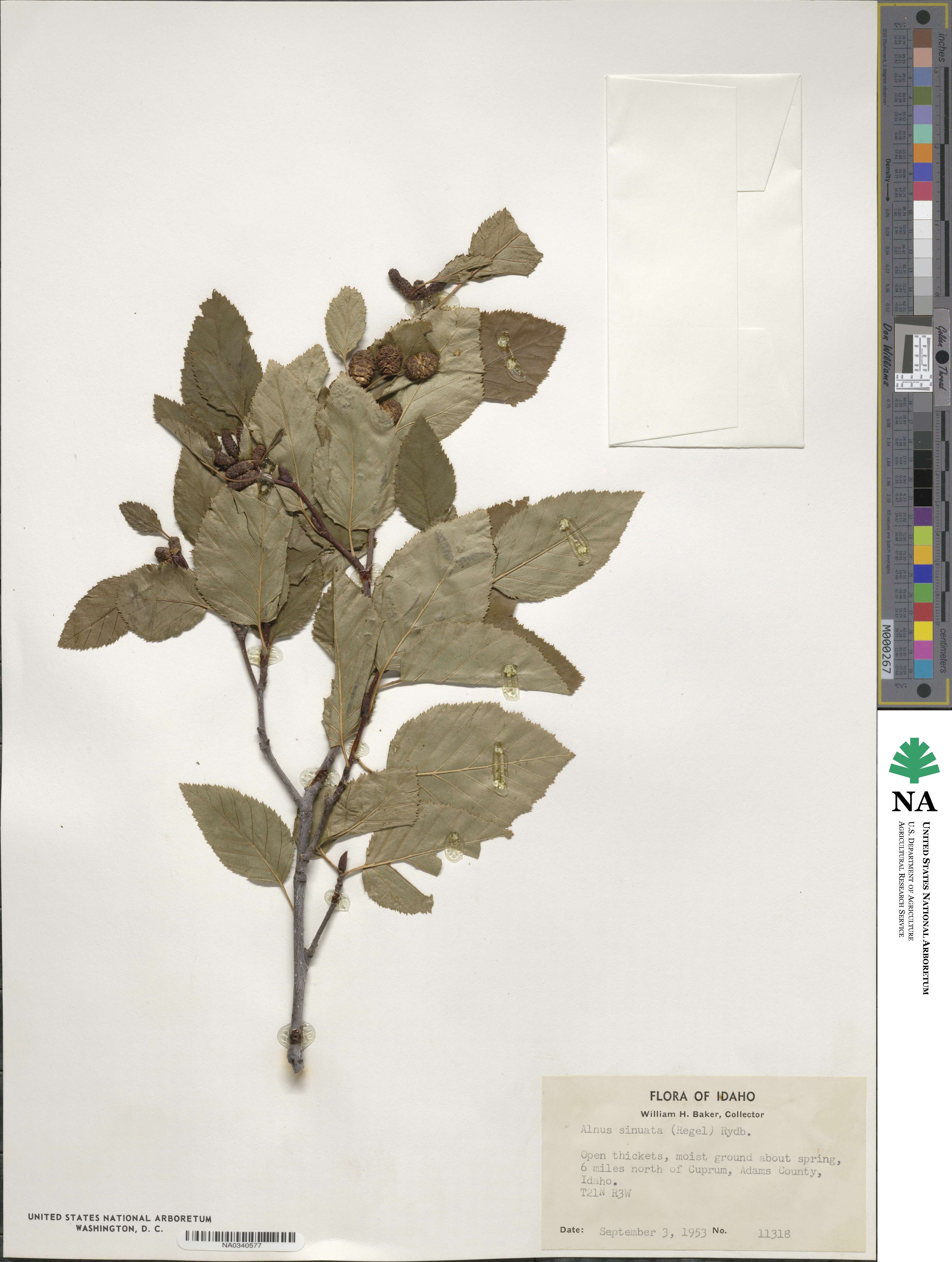 Alnus alnobetula subsp. sinuata image