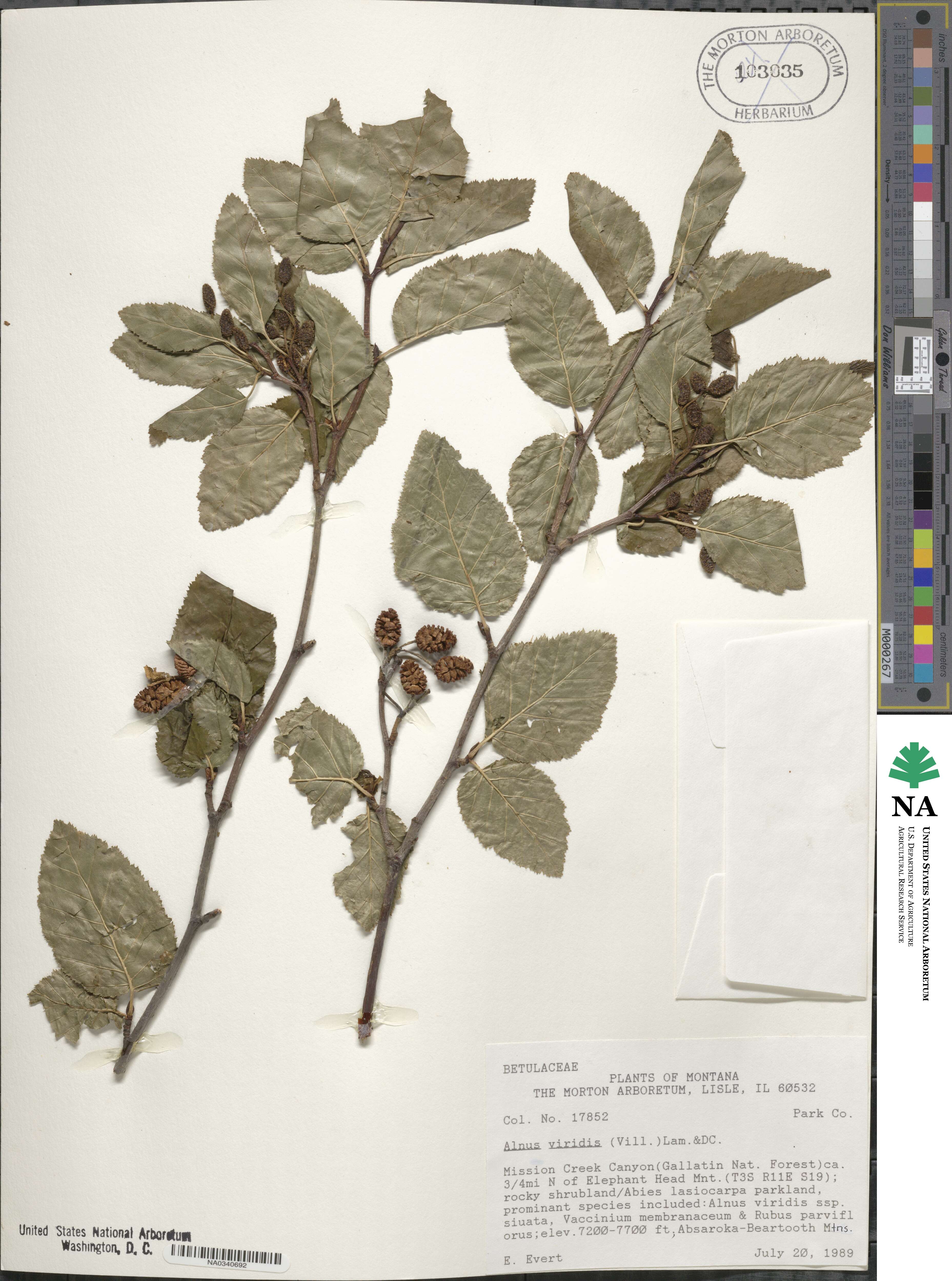 Alnus viridis image