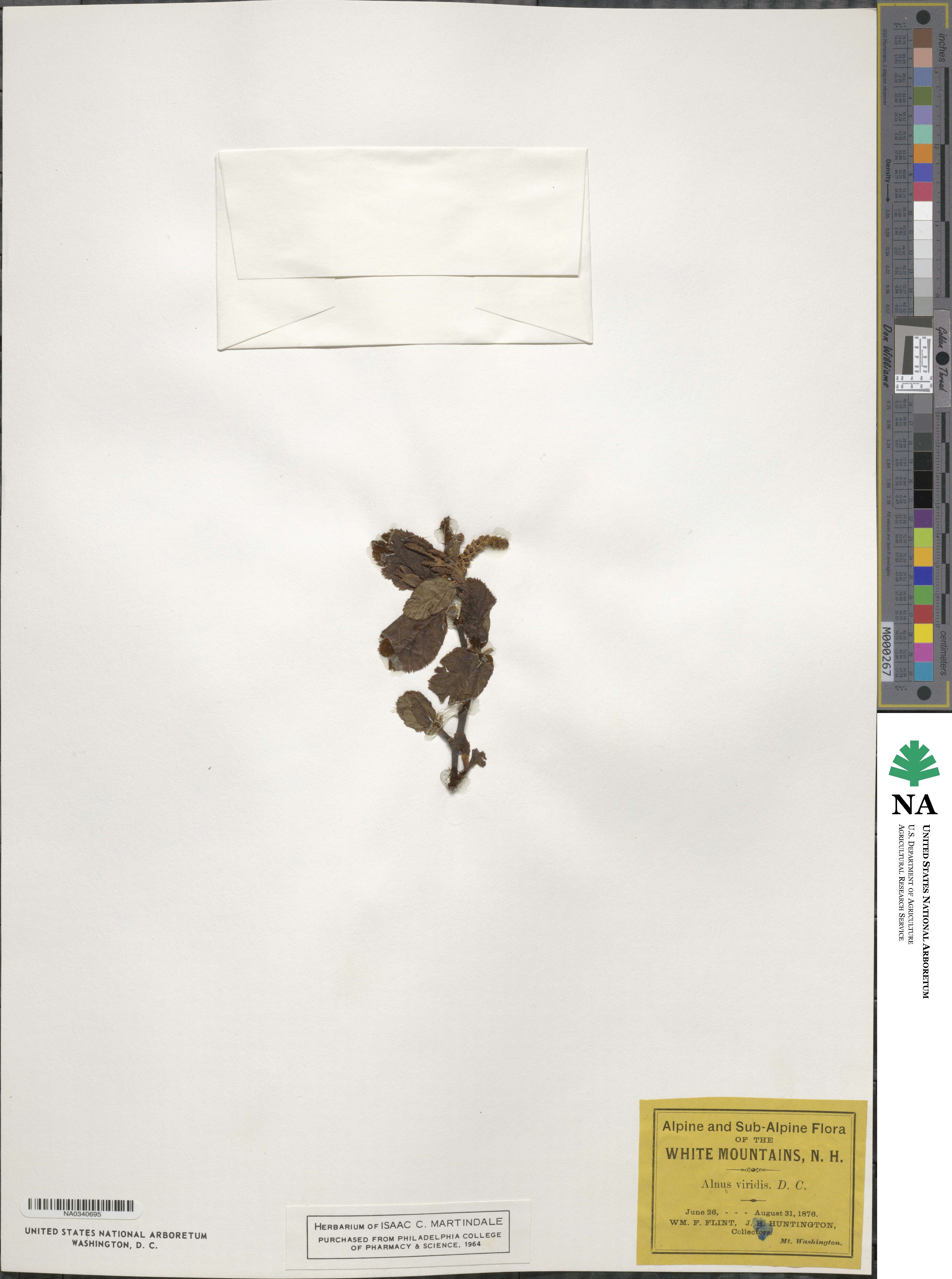 Alnus viridis image
