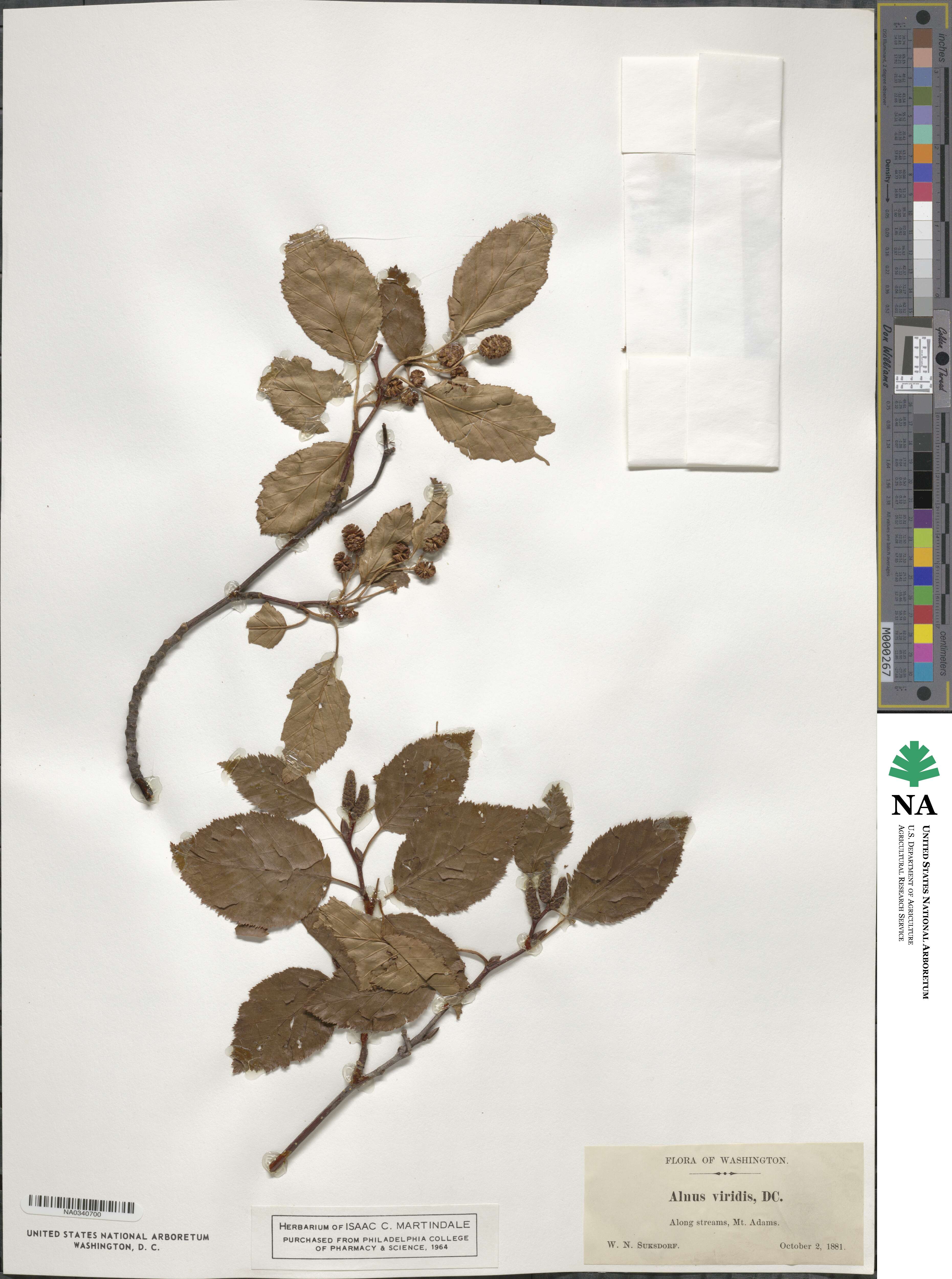 Alnus viridis image