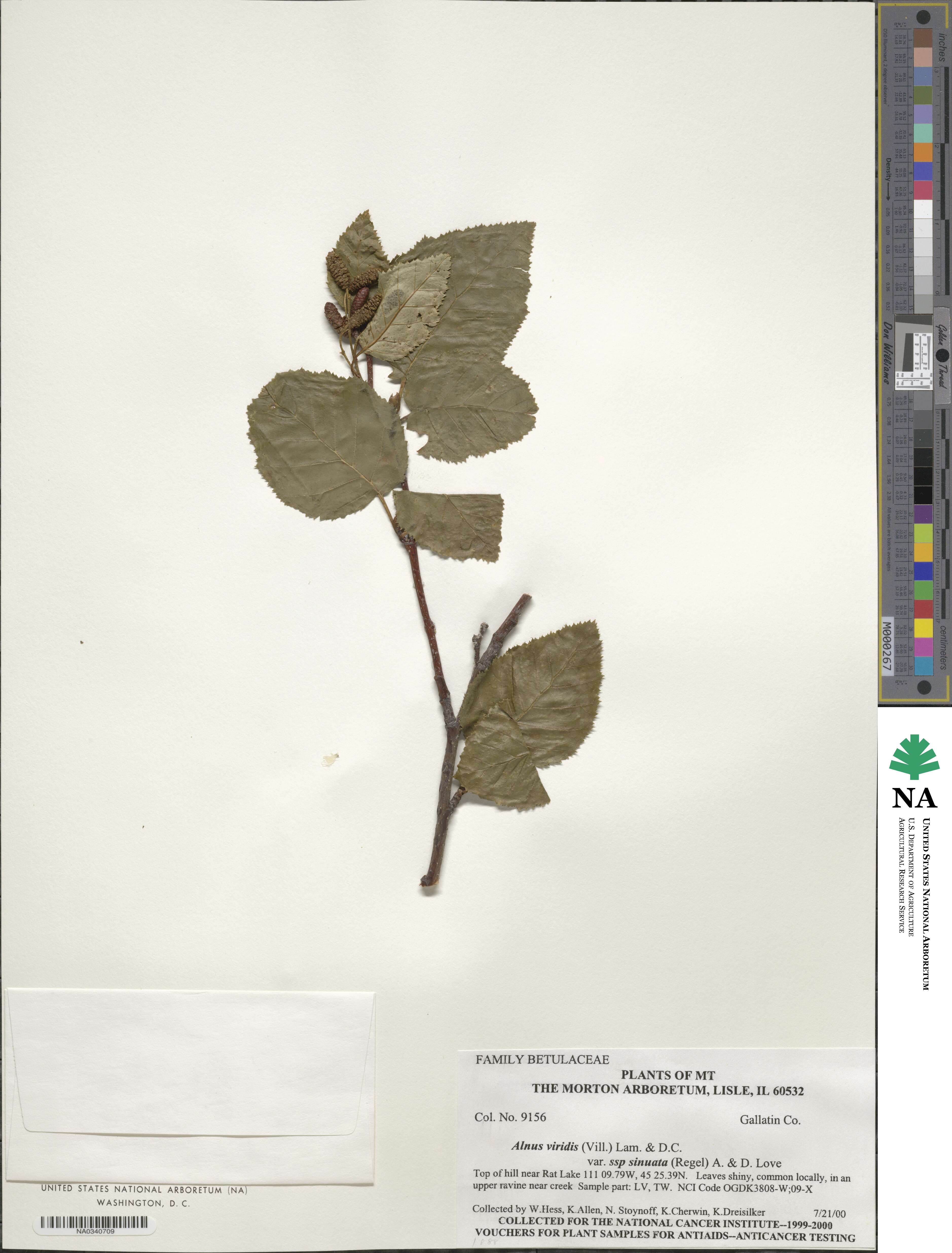 Alnus alnobetula subsp. sinuata image