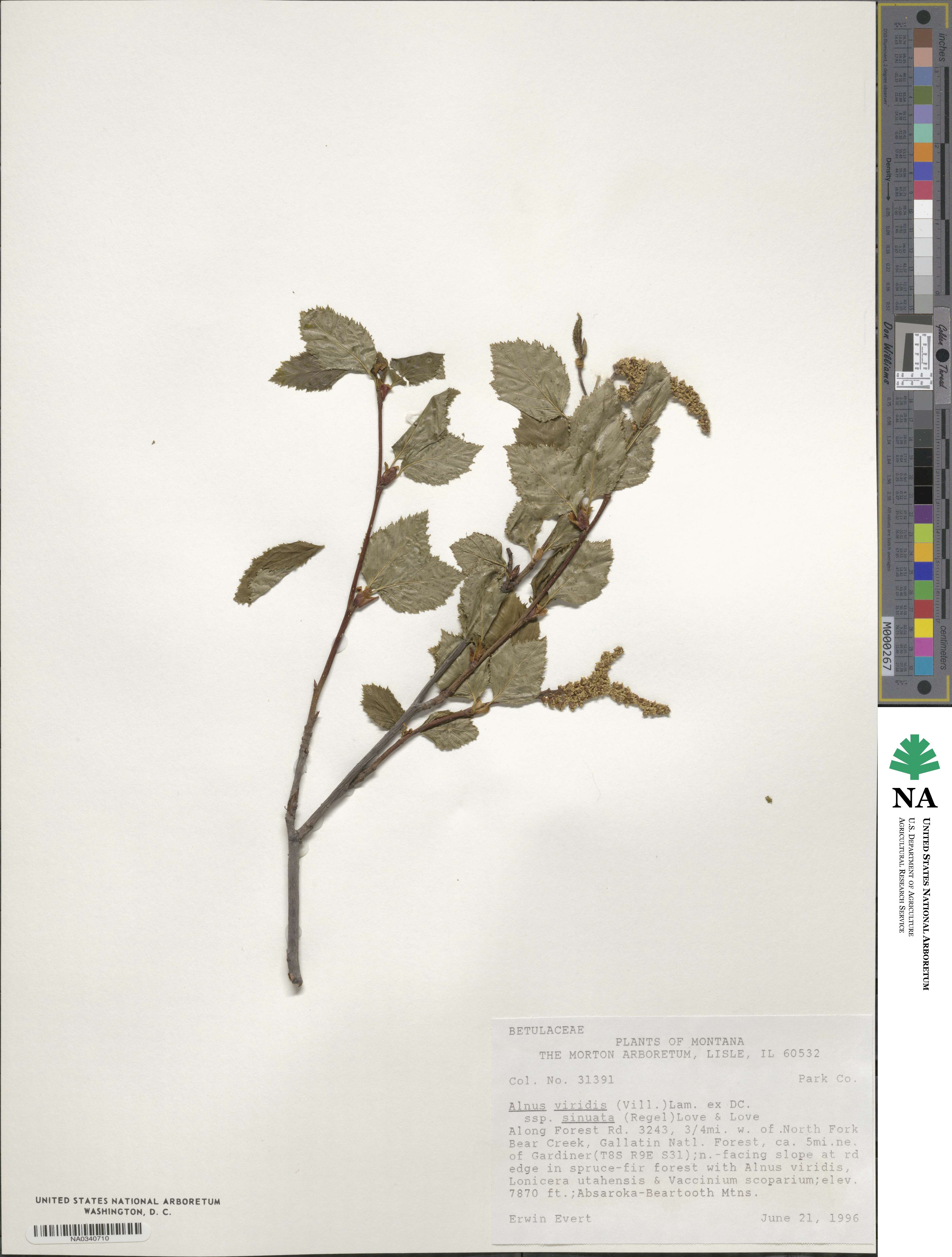 Alnus alnobetula image