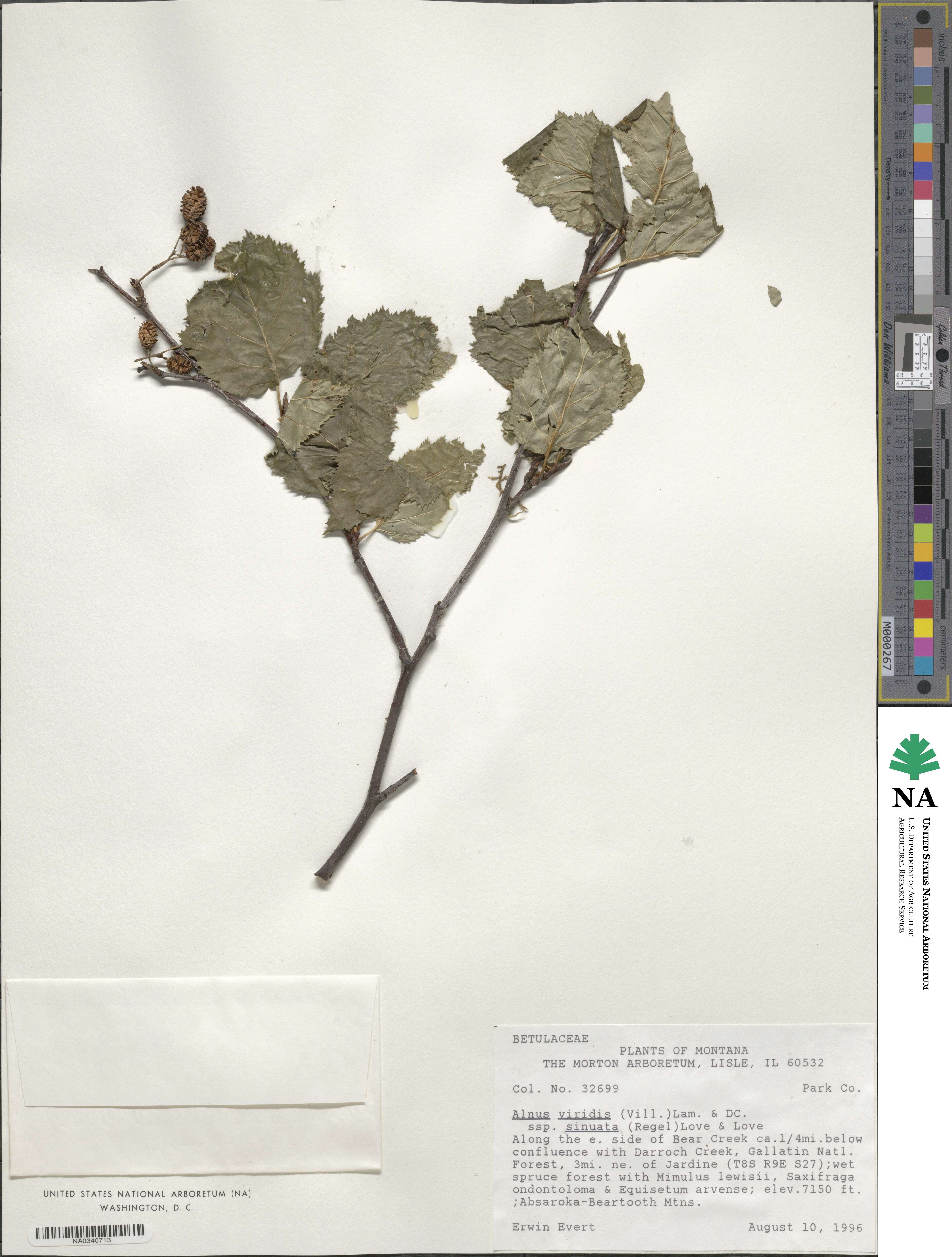 Alnus alnobetula subsp. sinuata image