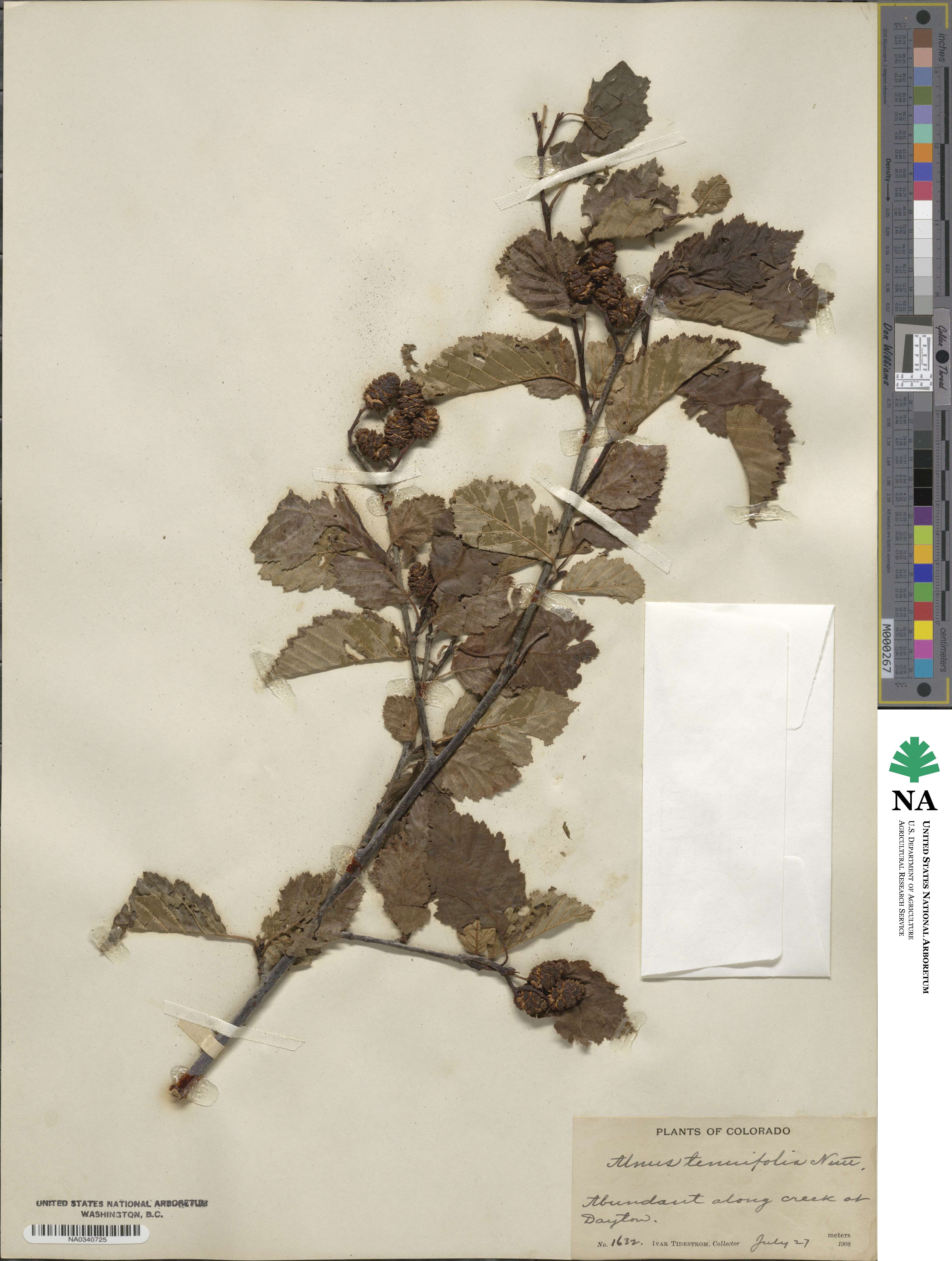 Alnus incana subsp. tenuifolia image