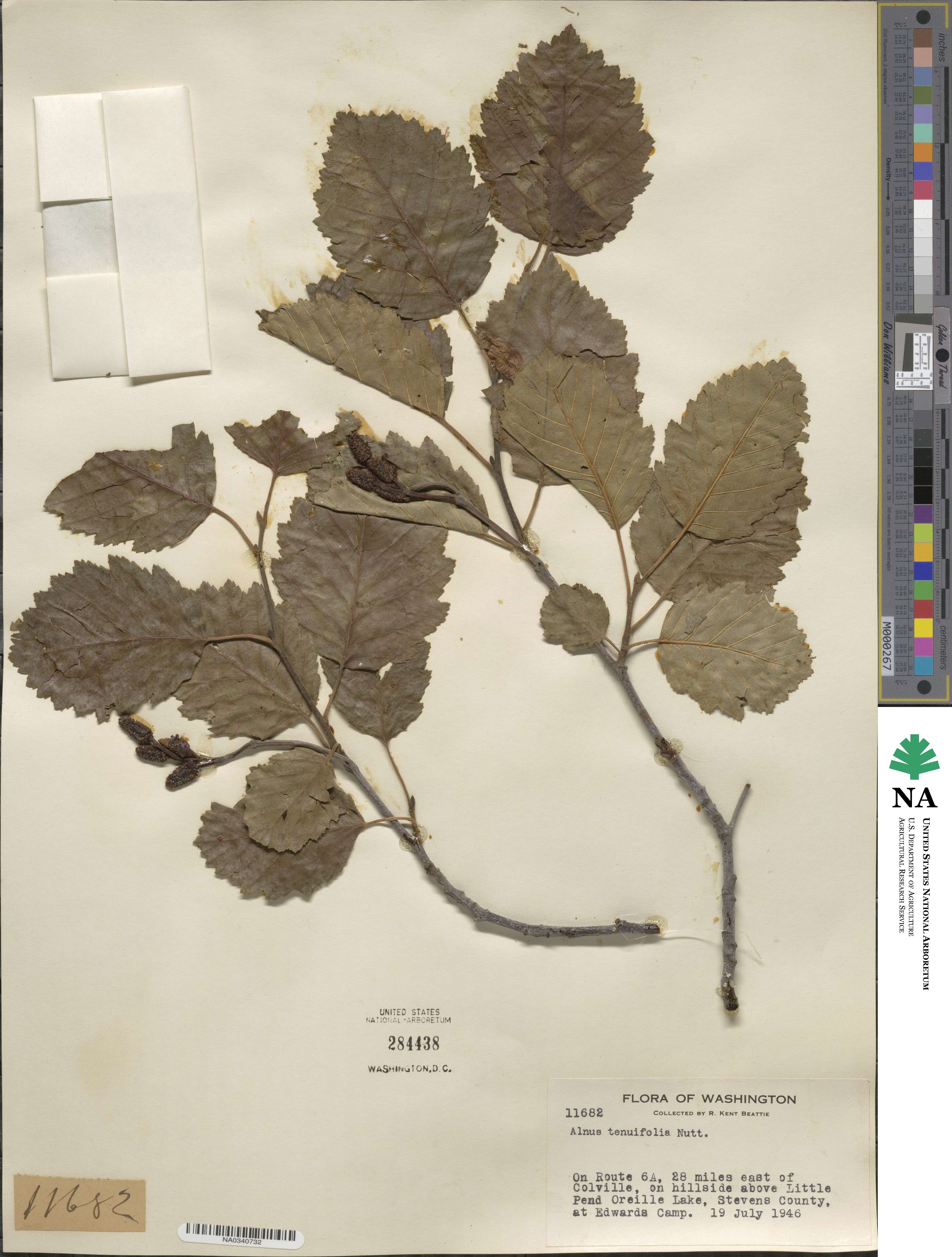 Alnus incana subsp. tenuifolia image