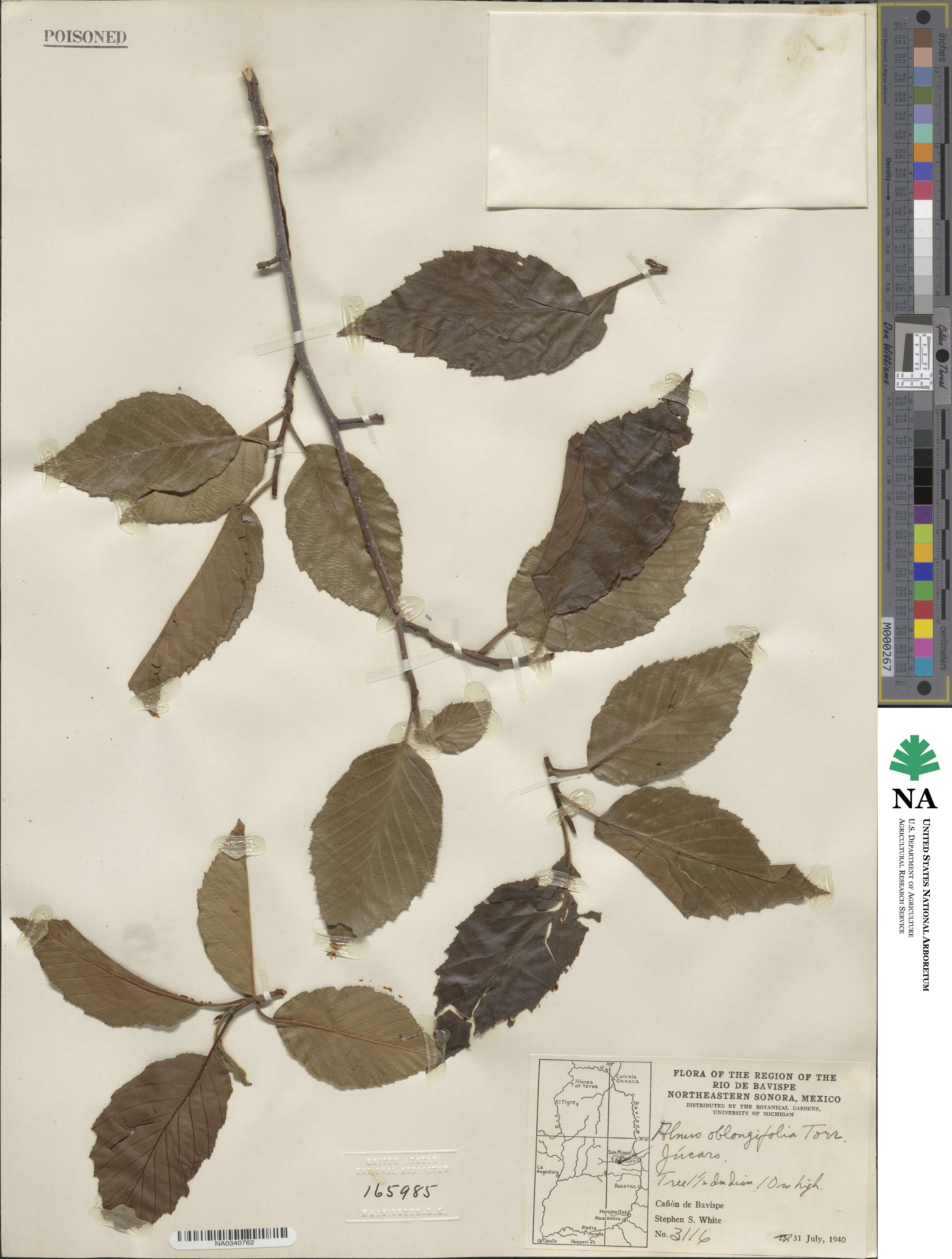 Alnus oblongifolia image