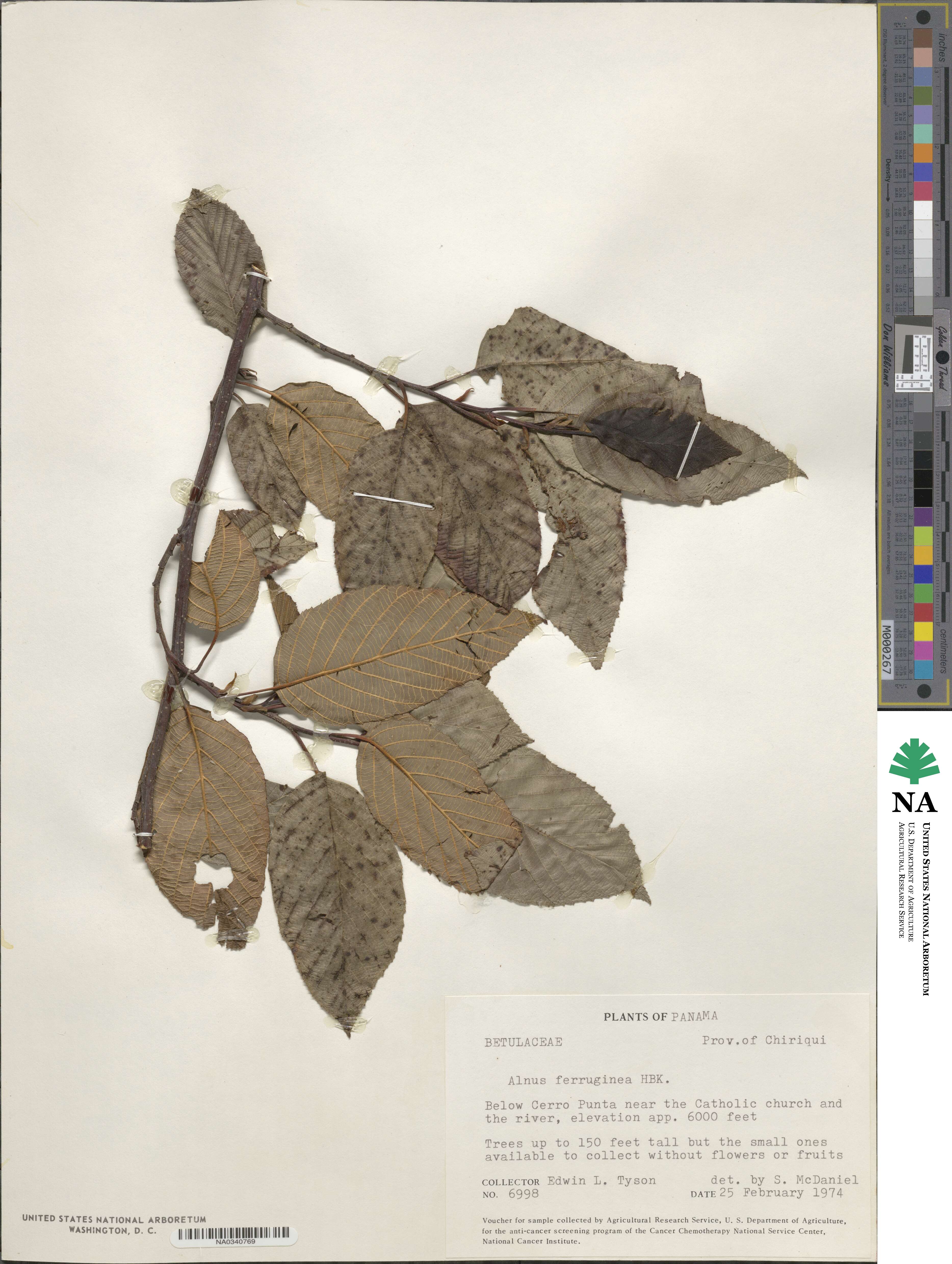 Alnus acuminata image