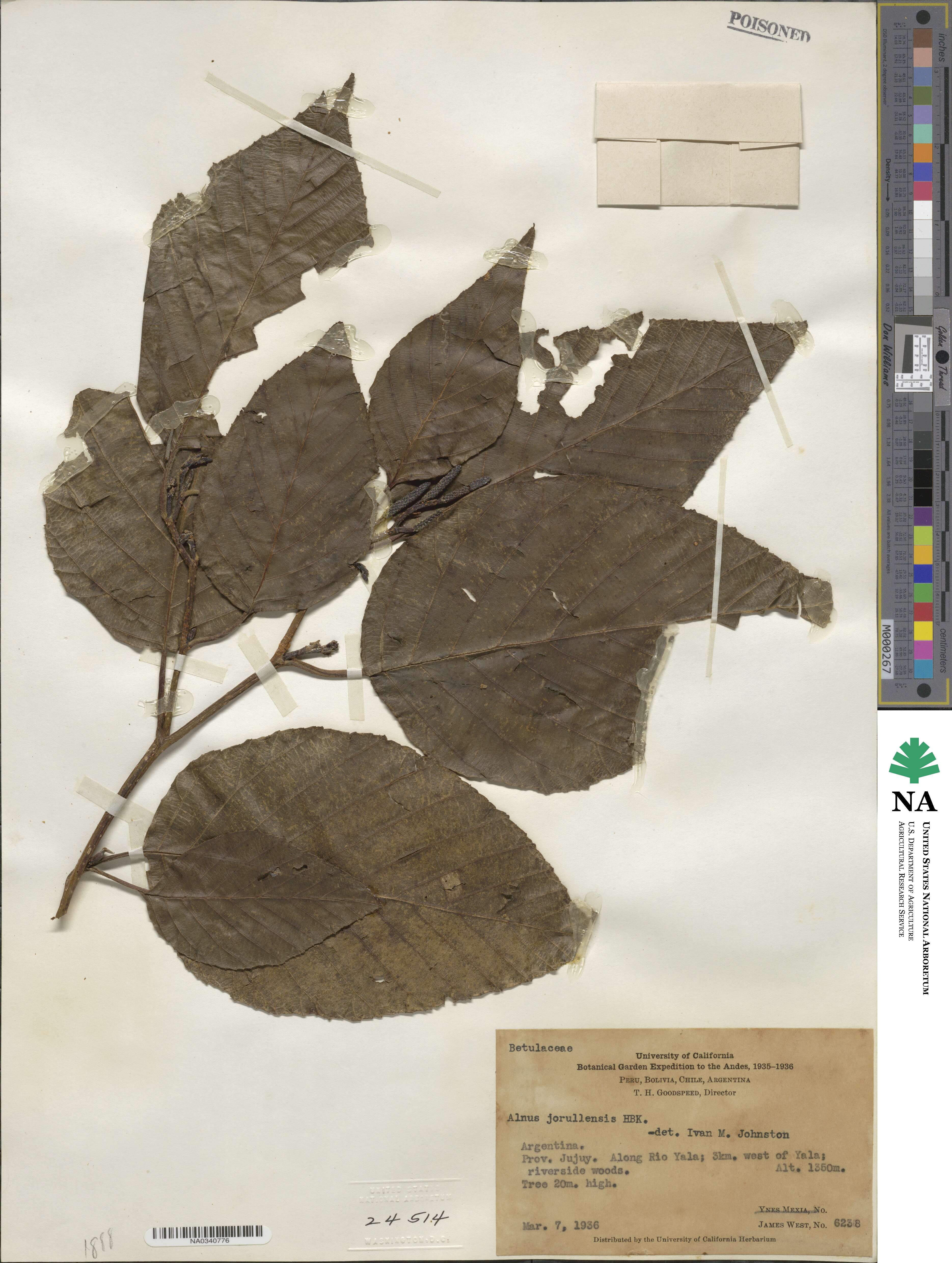 Alnus jorullensis image