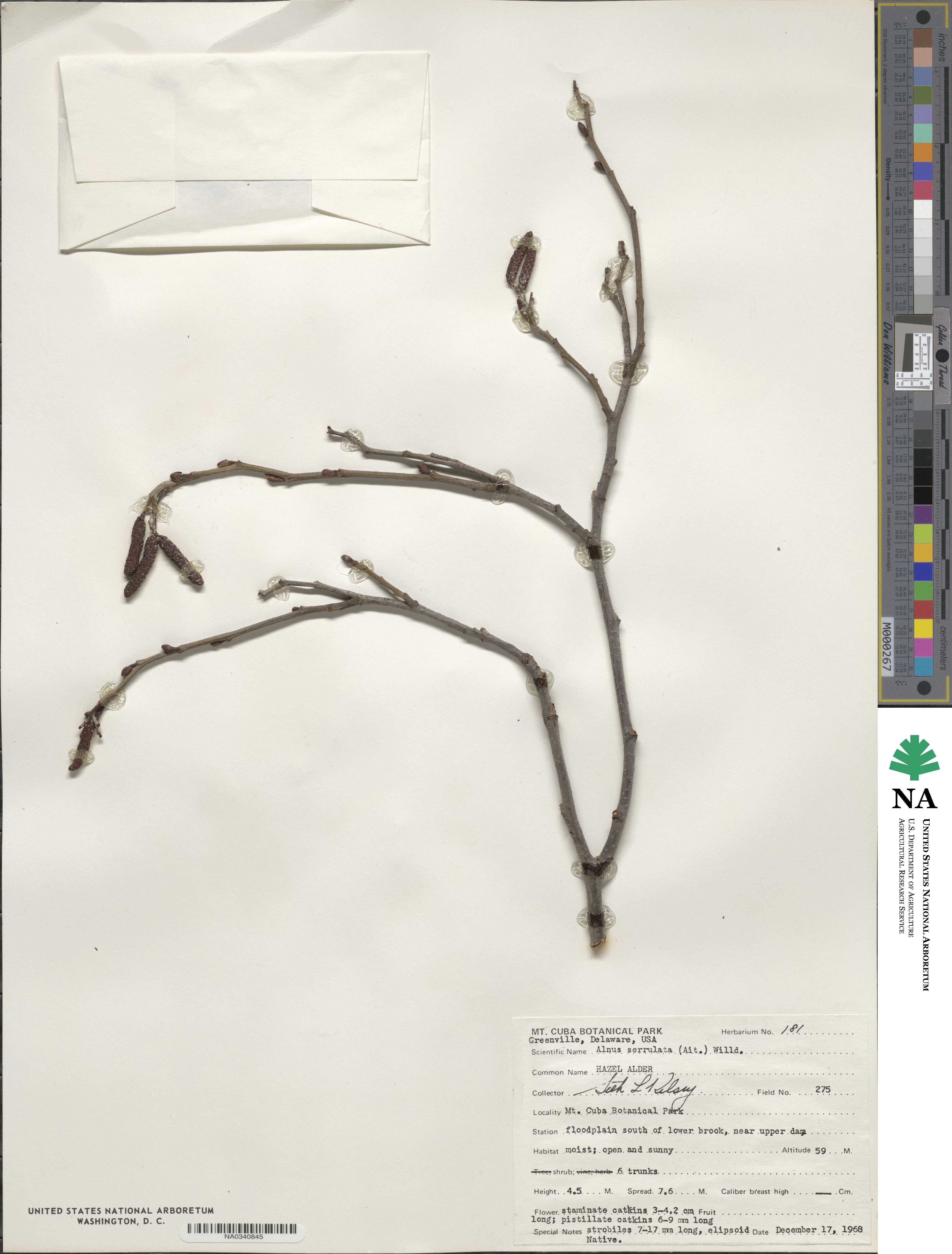 Alnus serrulata image
