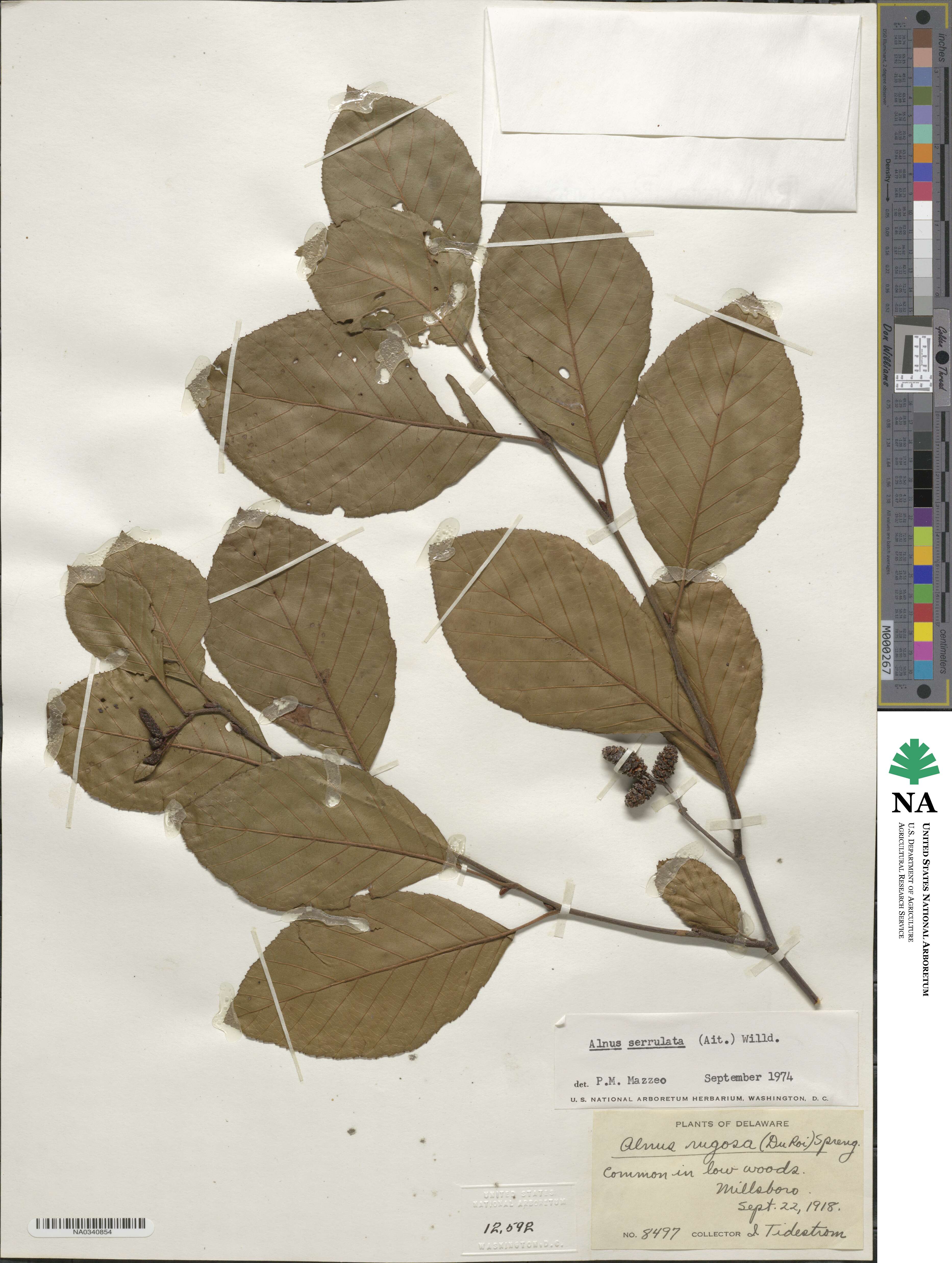 Alnus serrulata image