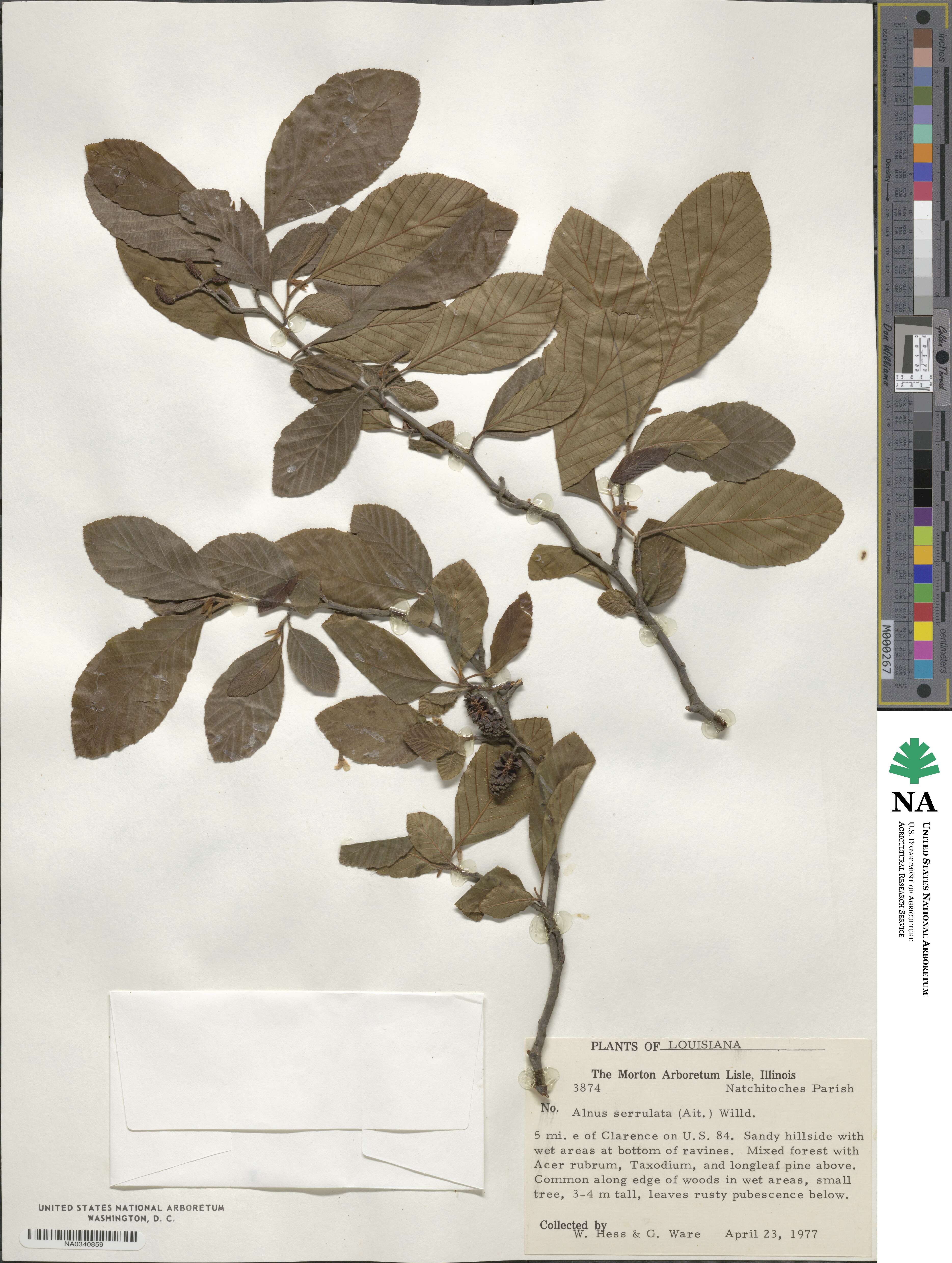 Alnus serrulata image