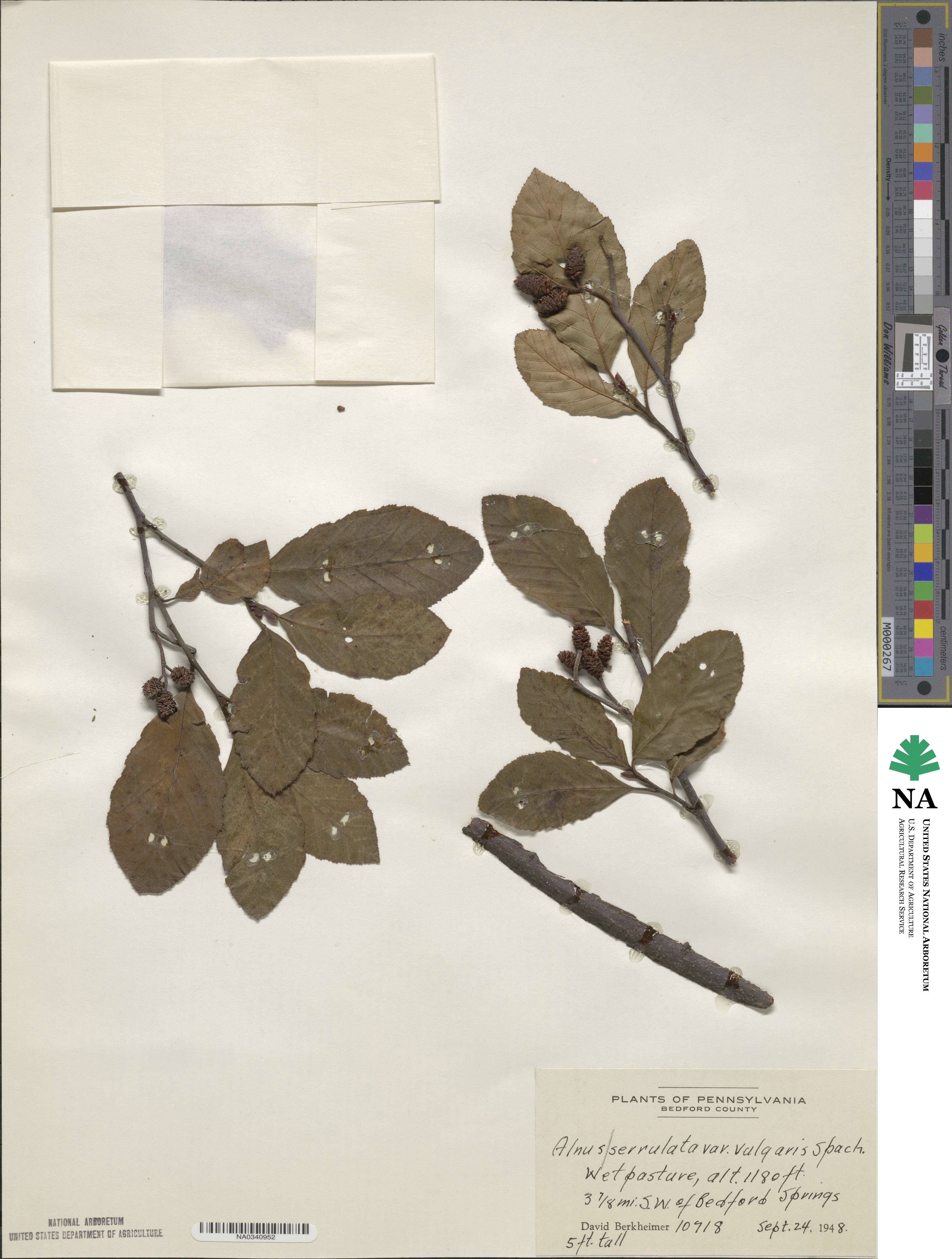 Alnus serrulata image