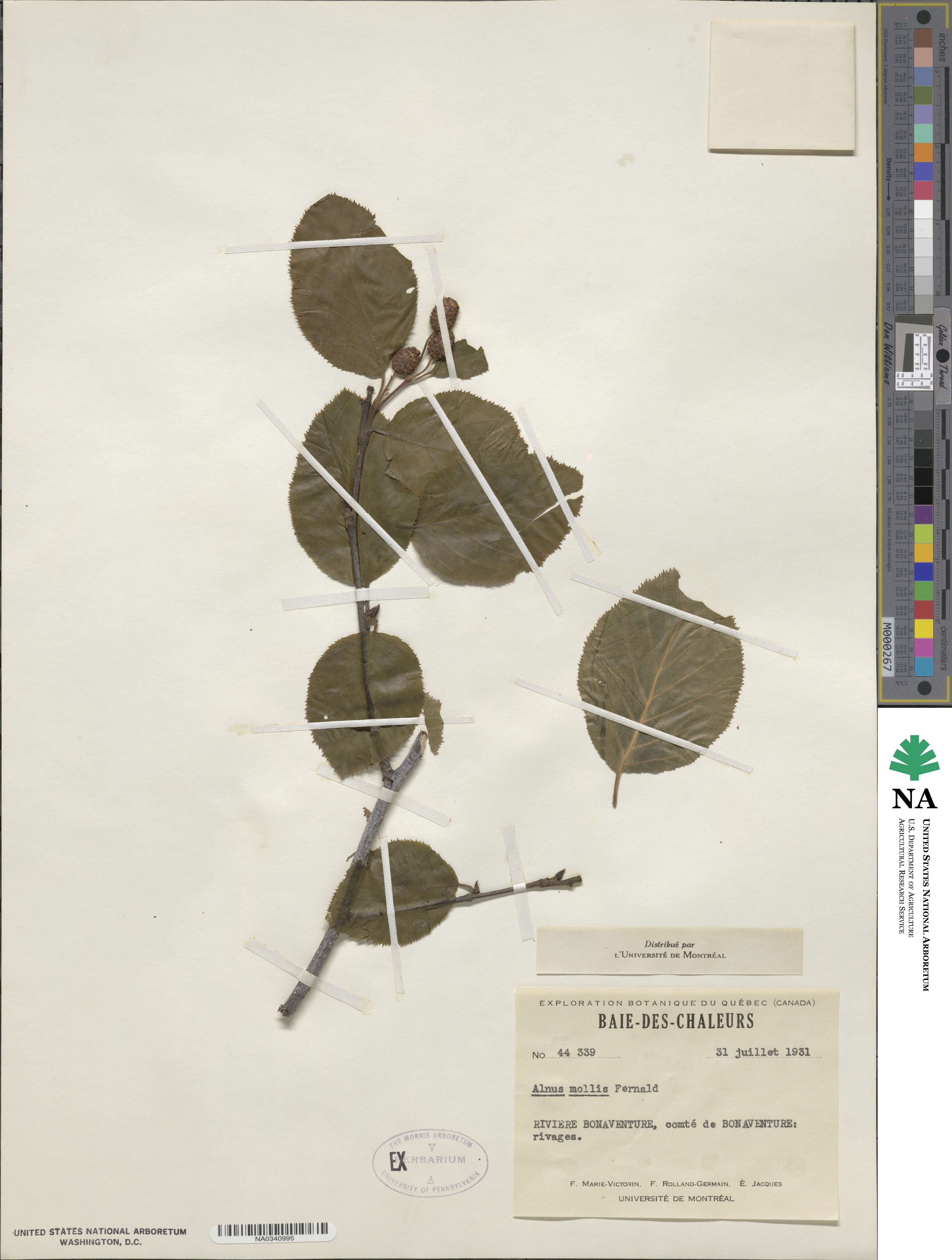 Alnus alnobetula subsp. crispa image