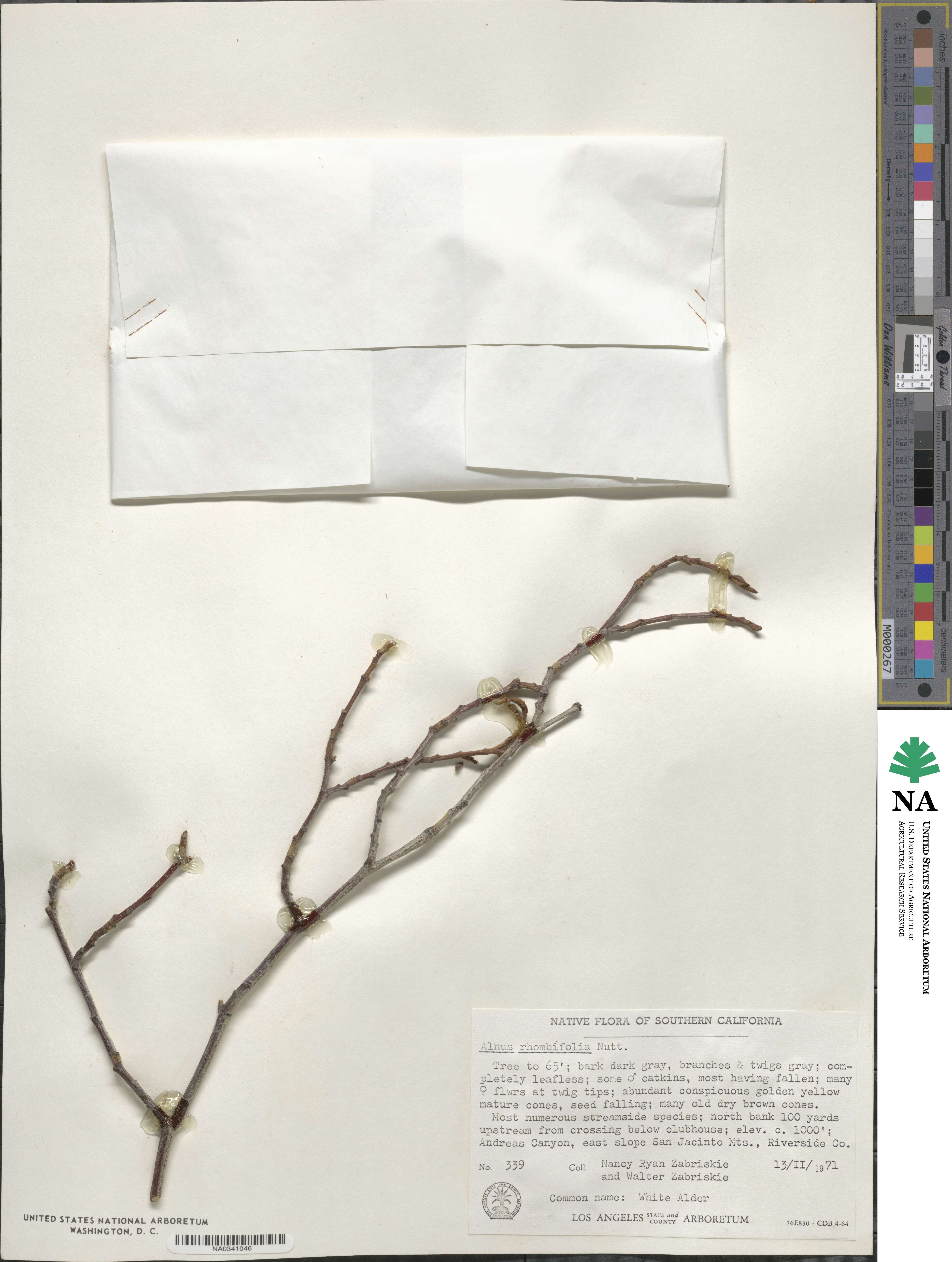Alnus rhombifolia image