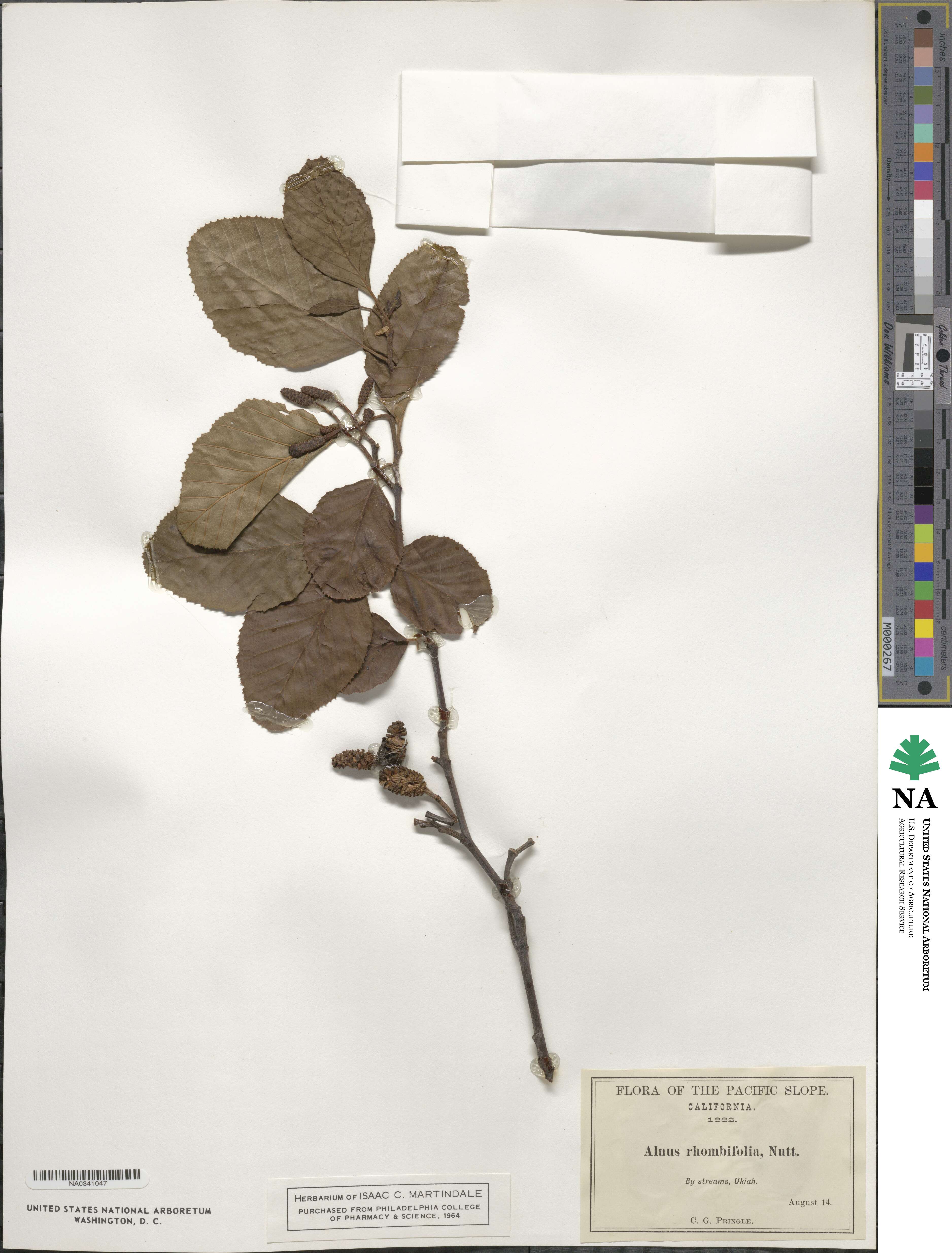 Alnus rhombifolia image