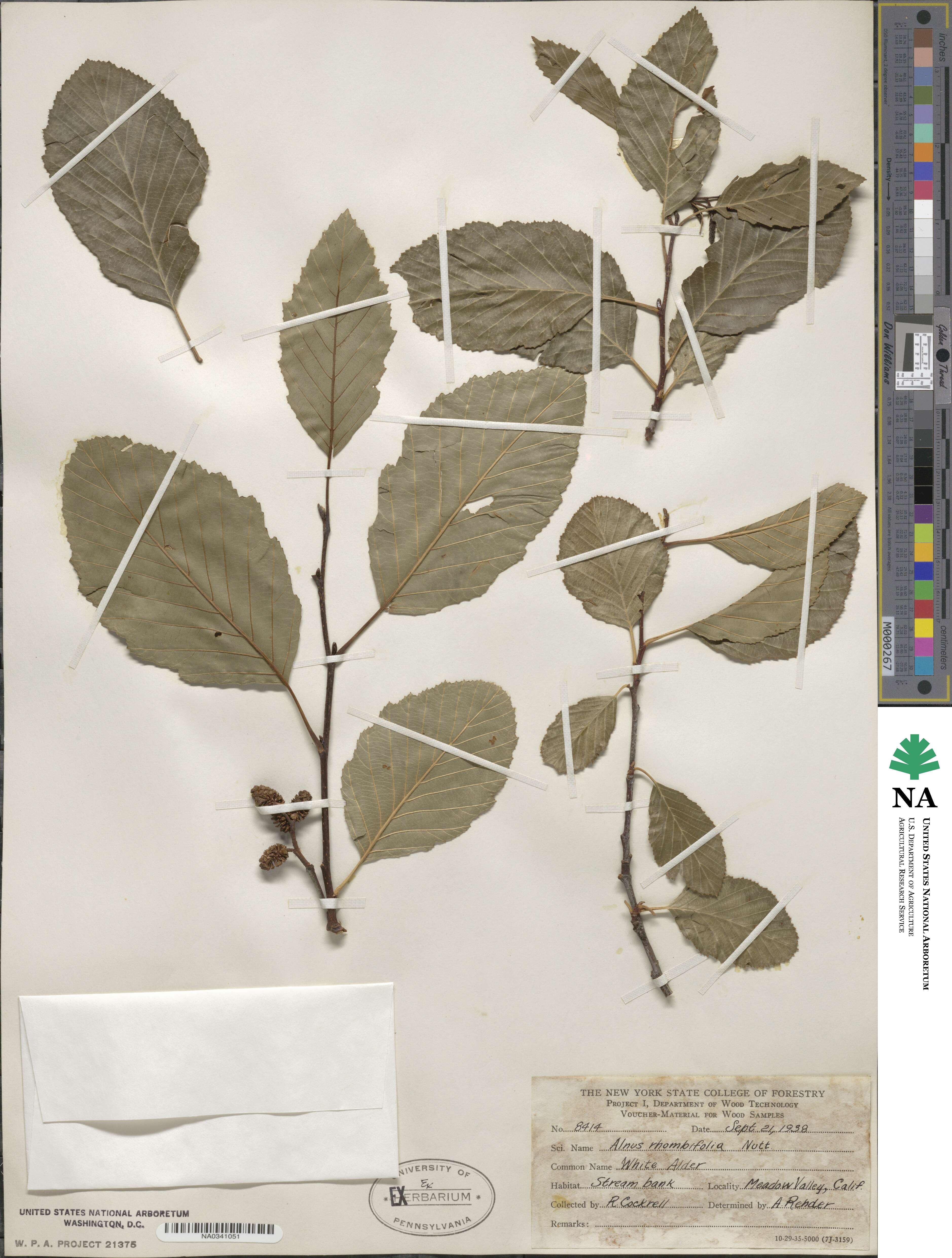 Alnus rhombifolia image