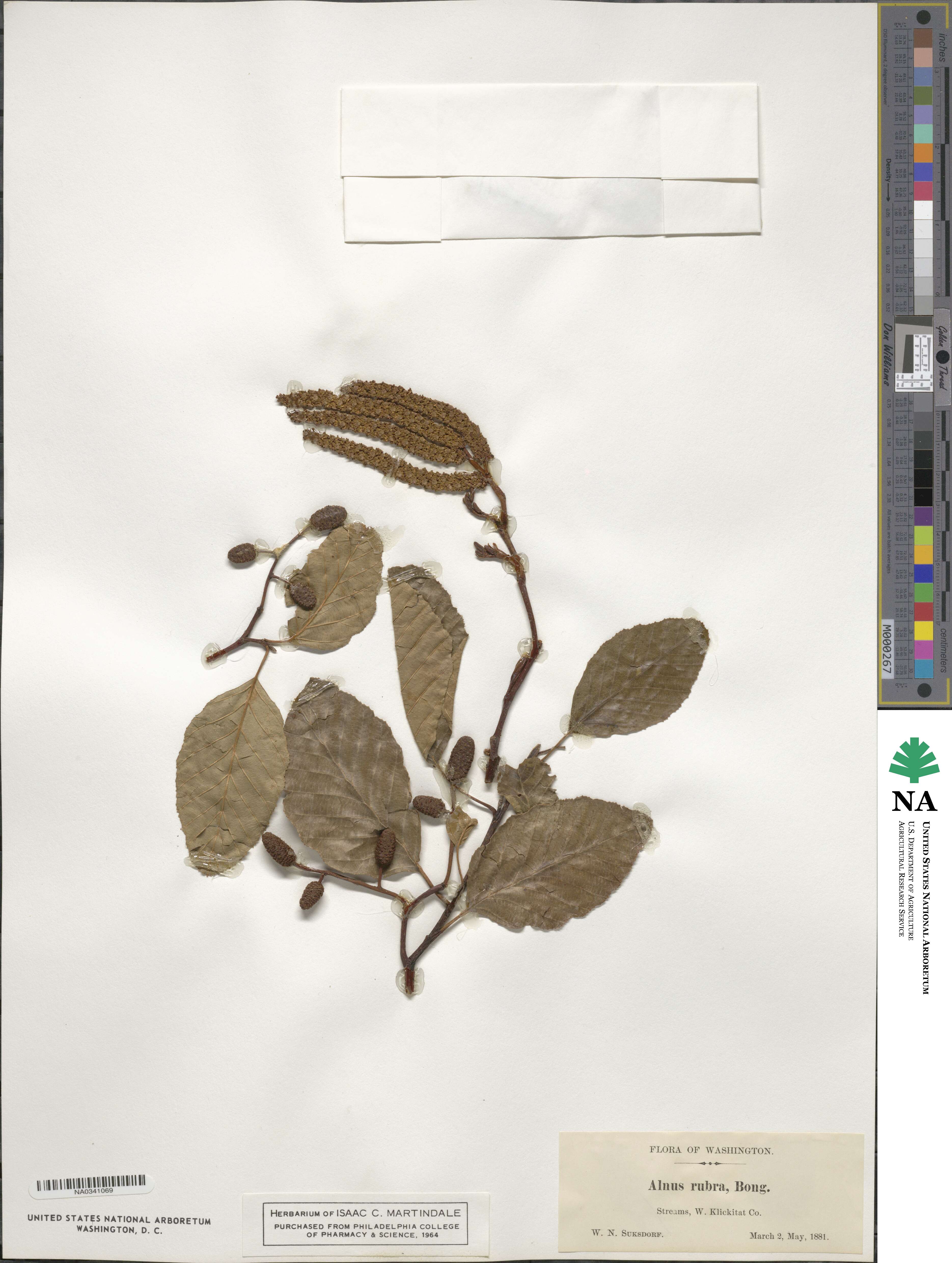 Alnus rubra image