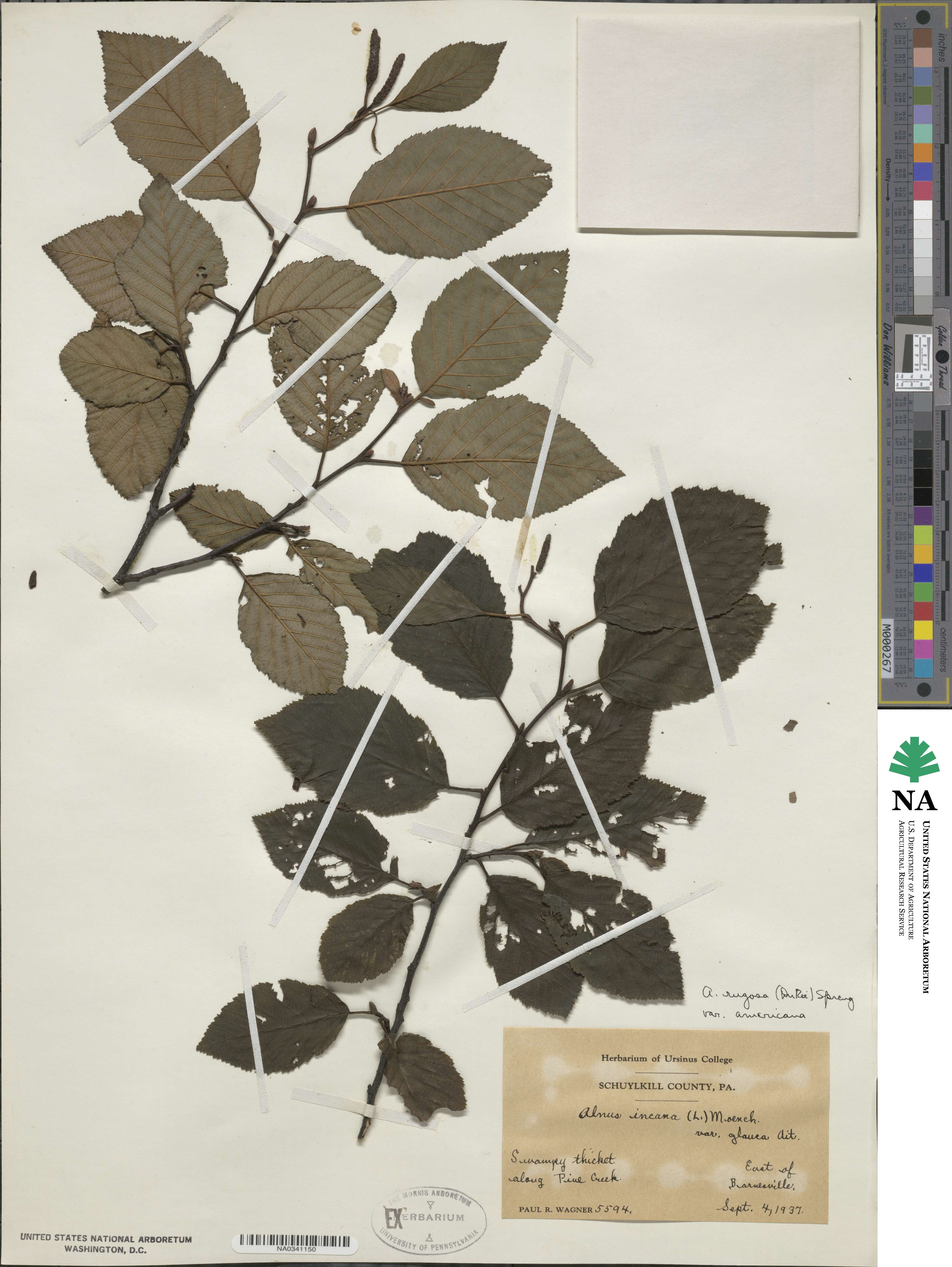 Alnus incana subsp. rugosa image