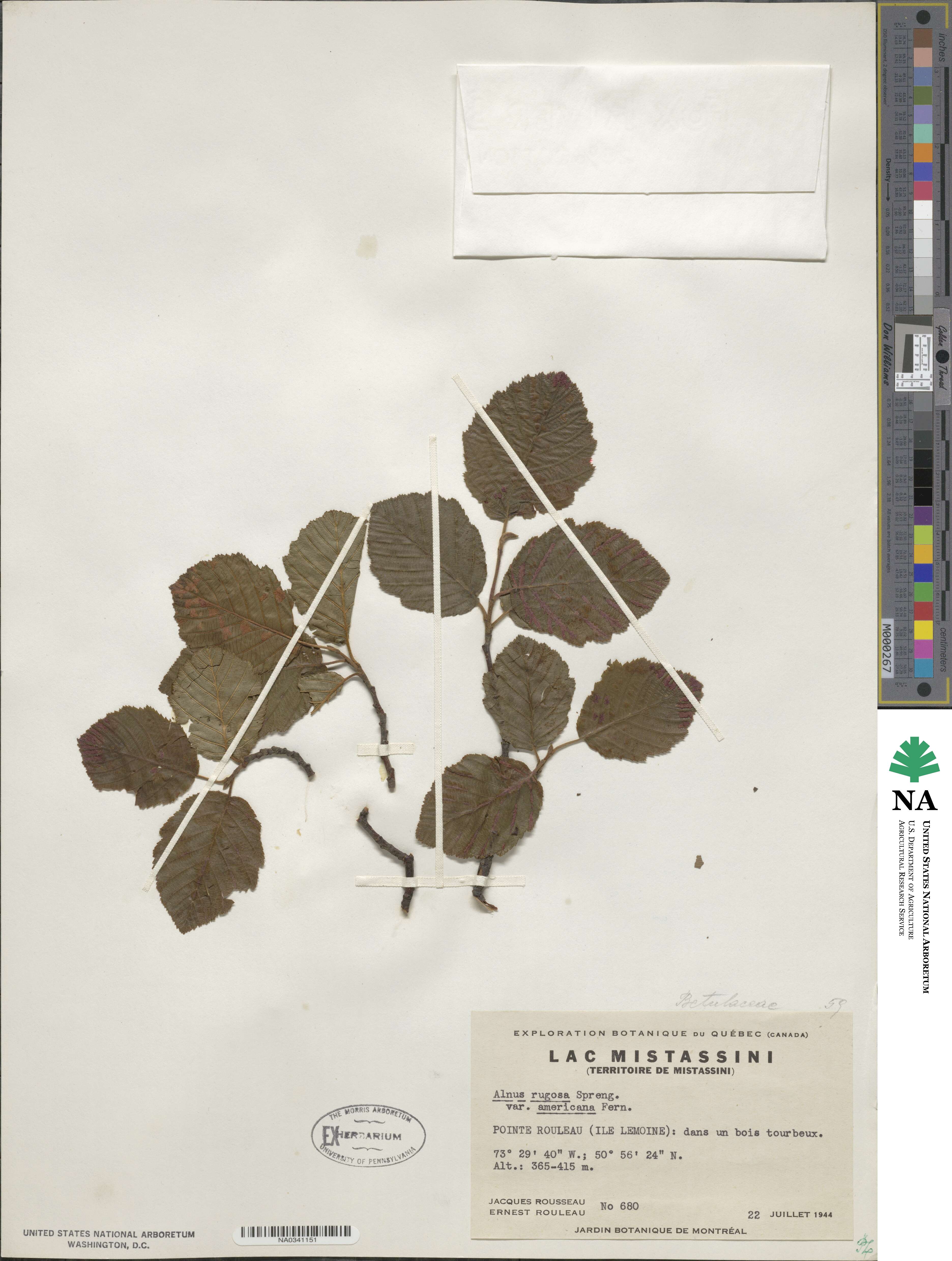 Alnus incana subsp. rugosa image