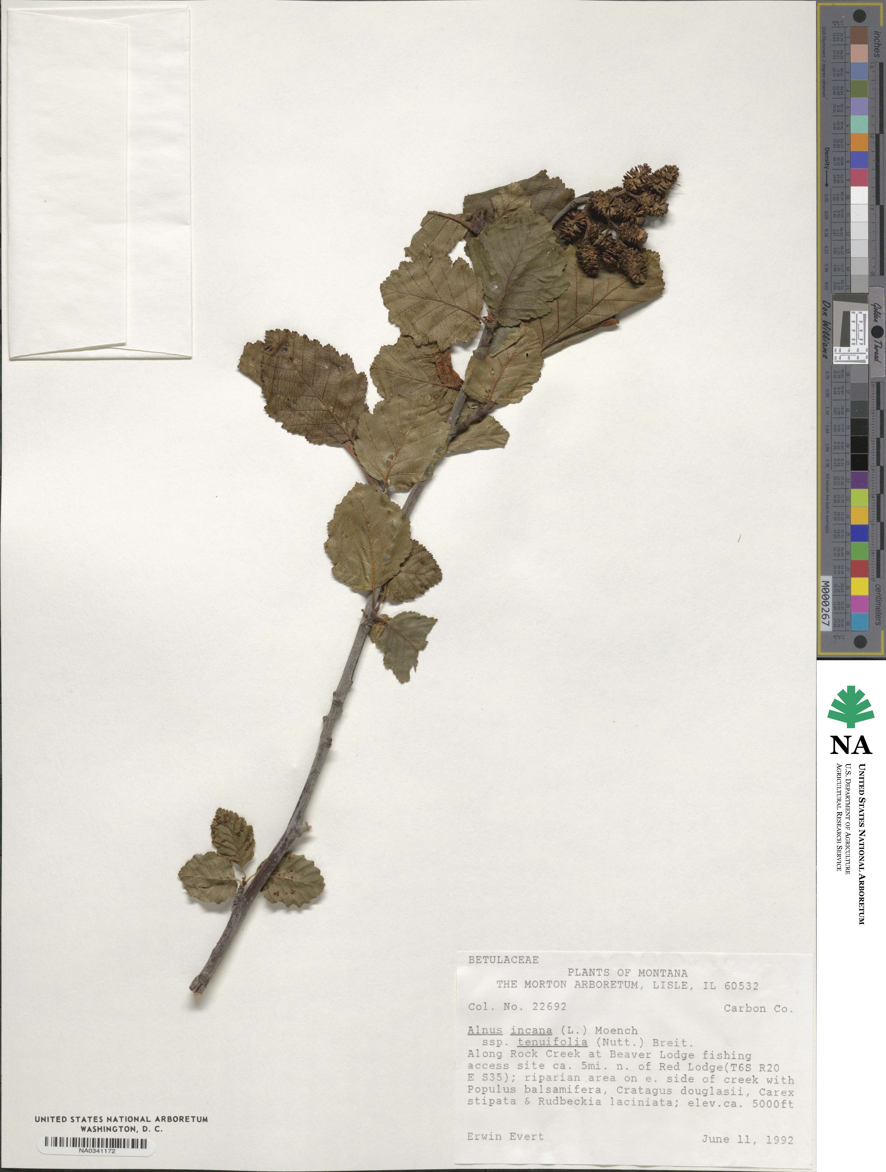 Alnus incana var. tenuifolia image