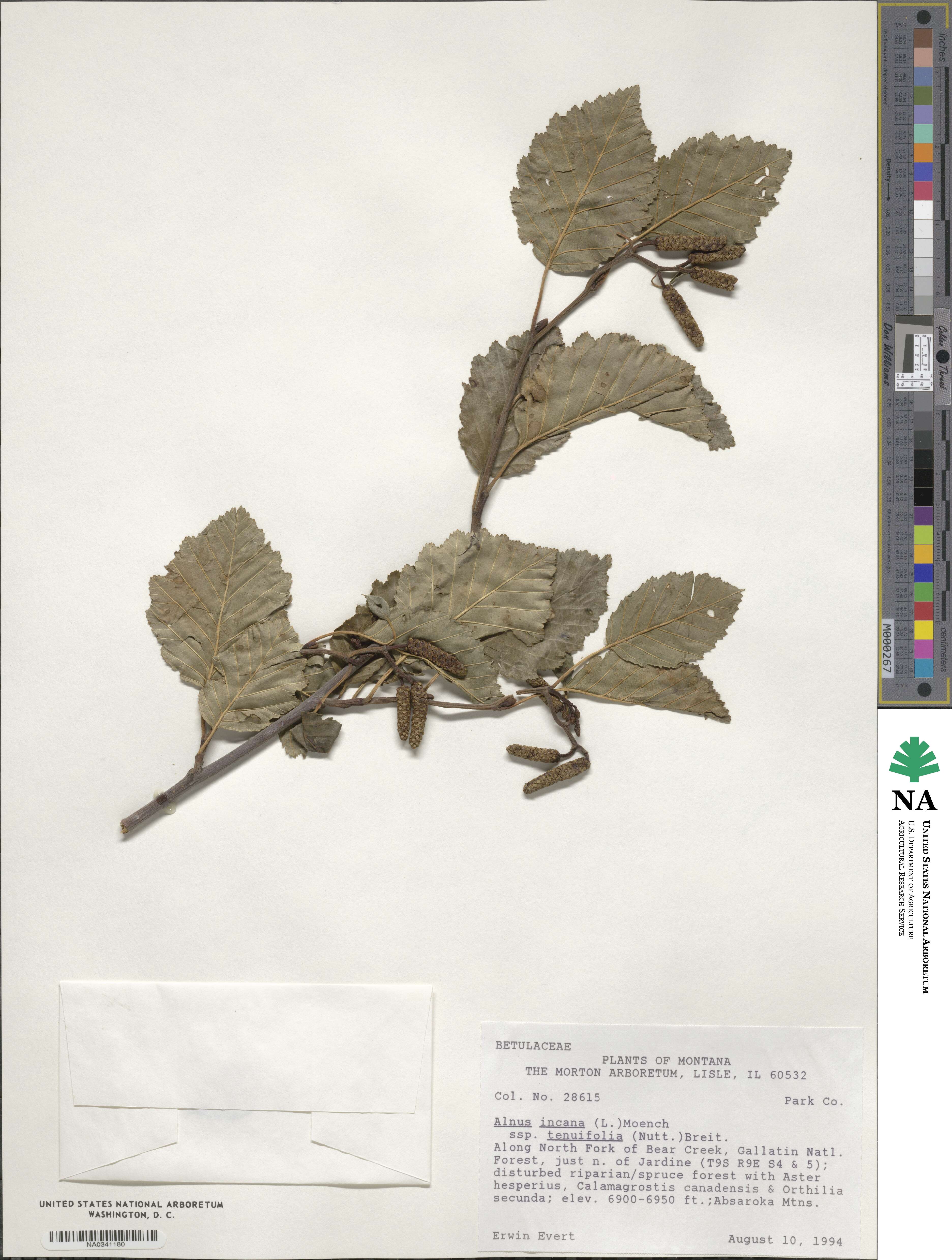 Alnus incana var. tenuifolia image