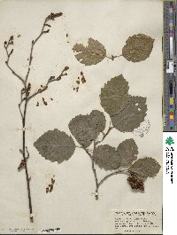 Alnus incana image