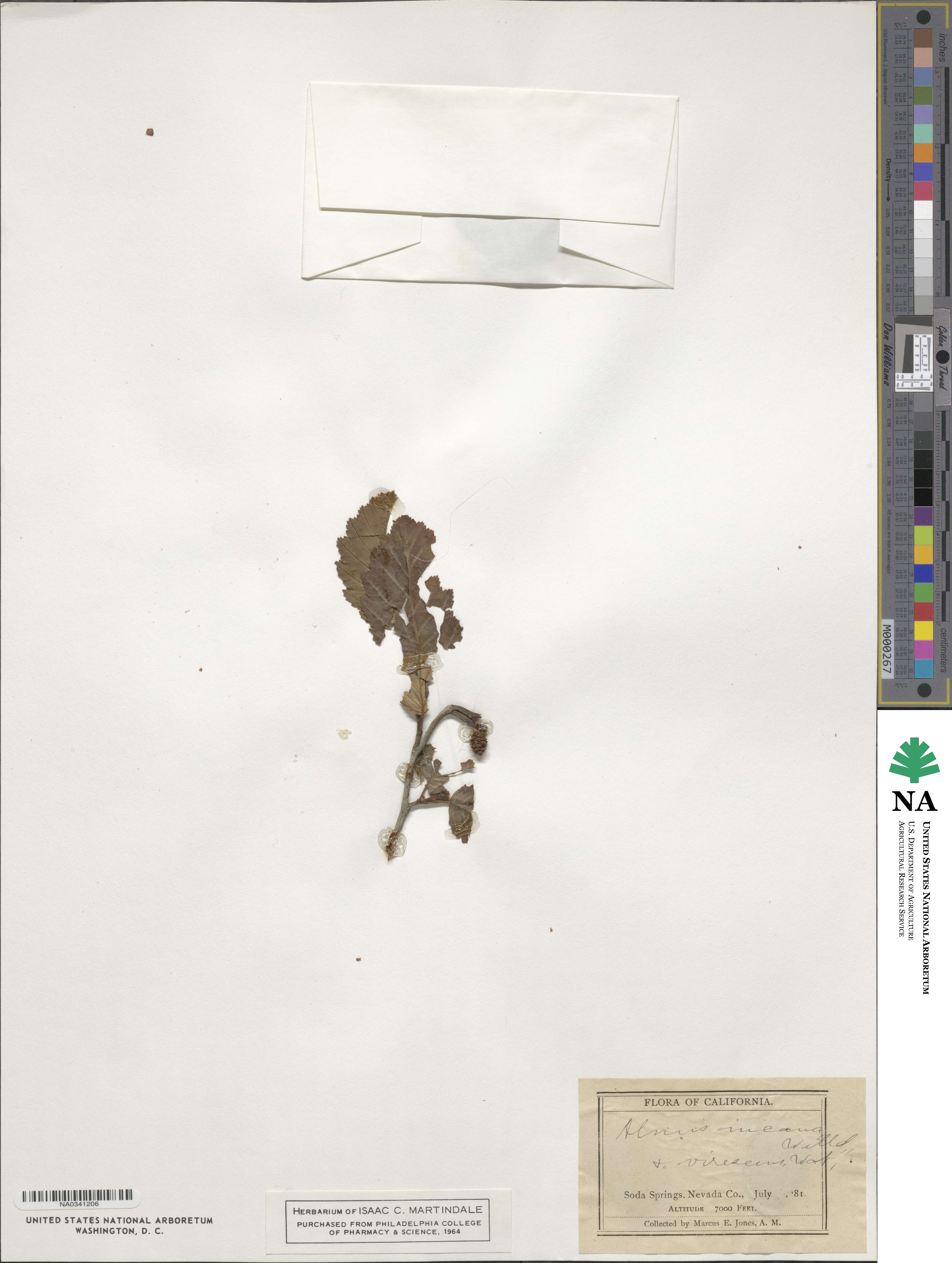 Alnus incana image