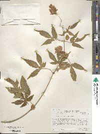 Humulus lupulus image