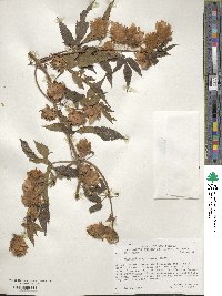 Humulus lupulus image